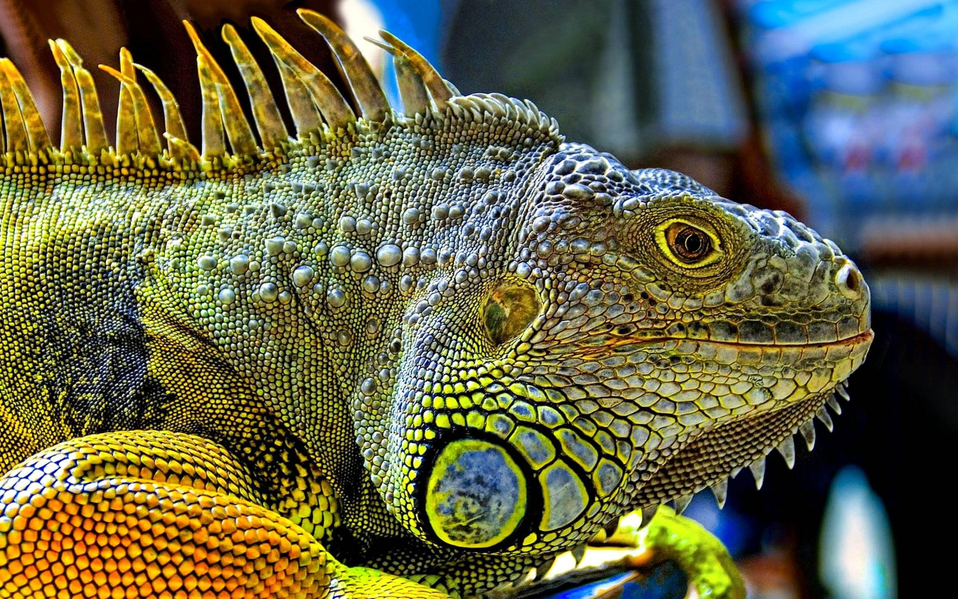 Bright Green Iguana