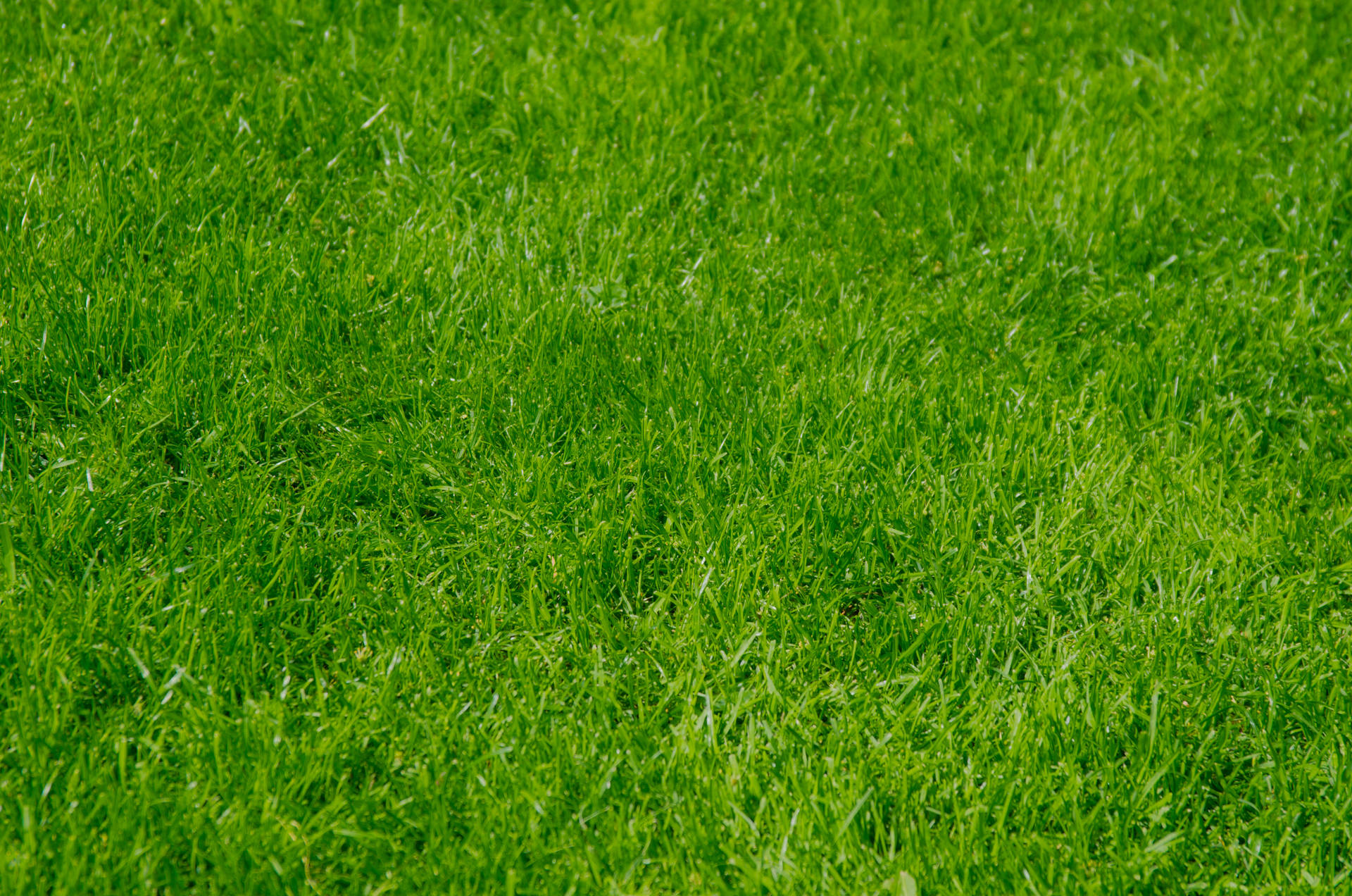 Bright Green Lawn Grass Background