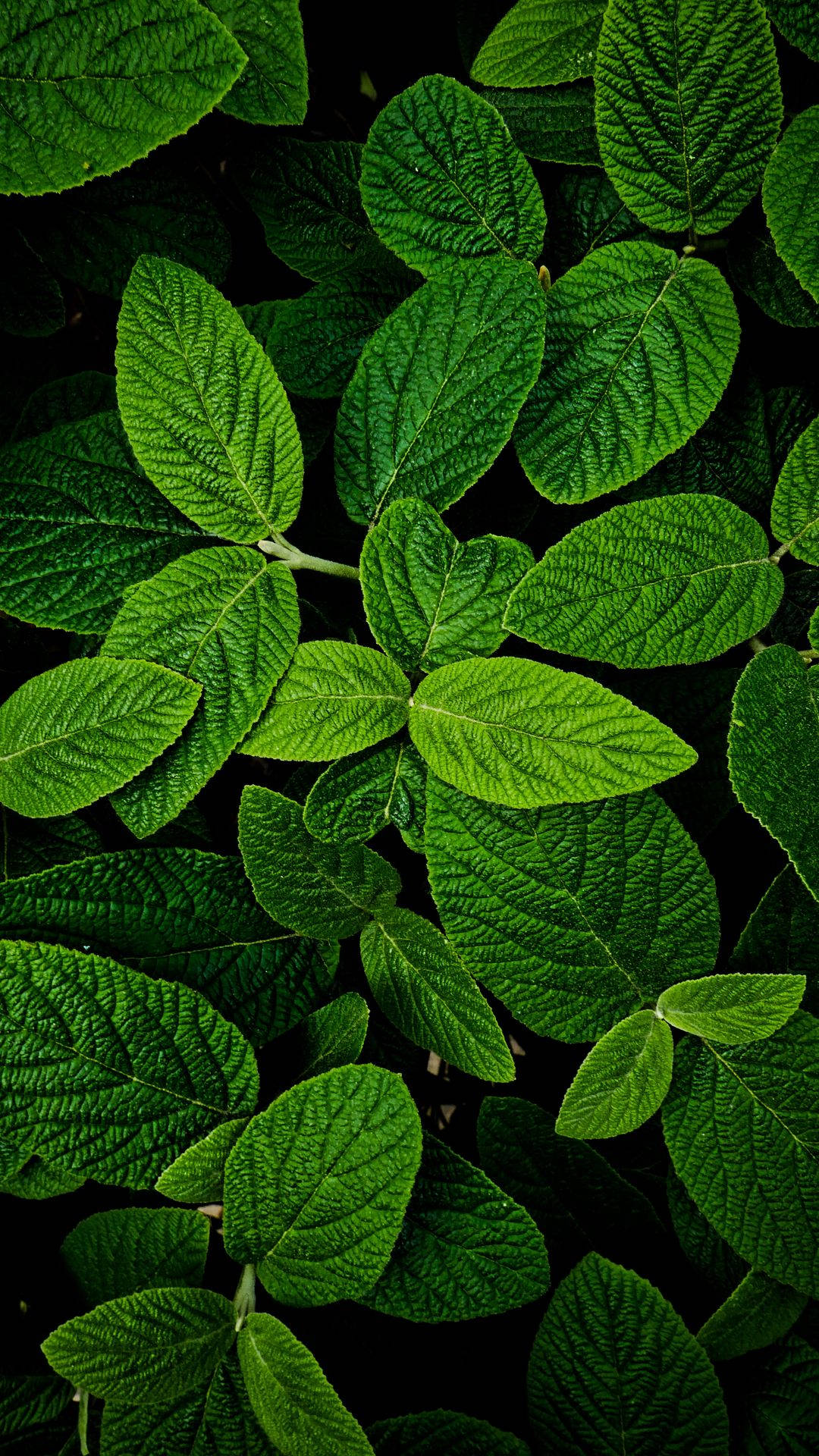 Bright Green Leaves And Plants Macro Shot Background