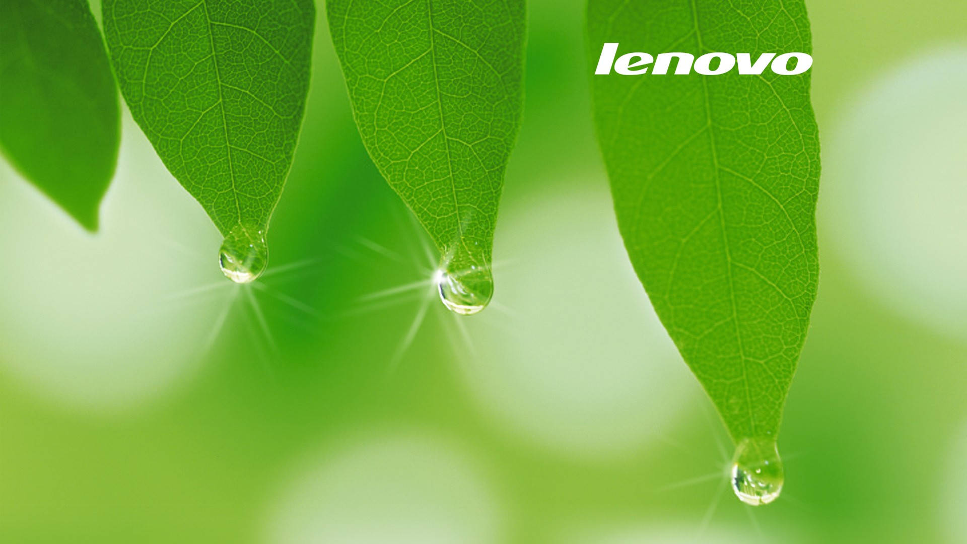 Bright Green Leaves Lenovo Official Background