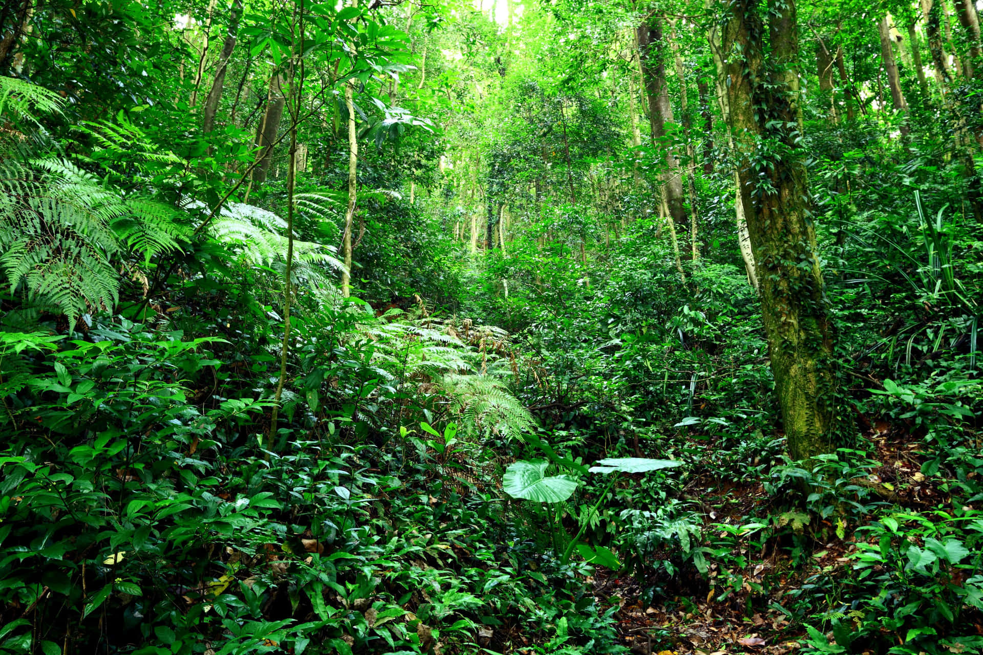 Bright Green Plants Of Jungle Desktop Background