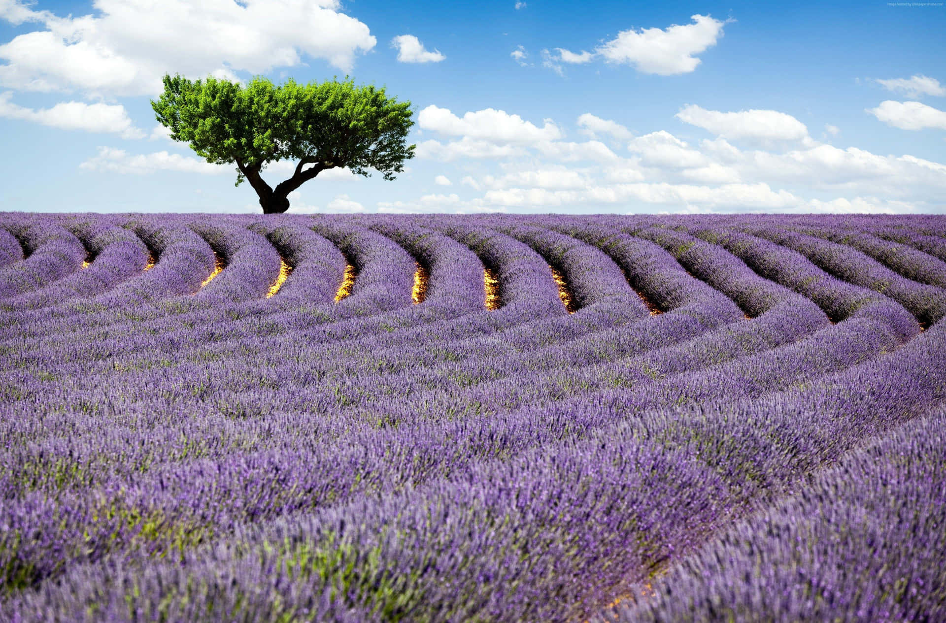 Bright Lavender Field Landscape Background