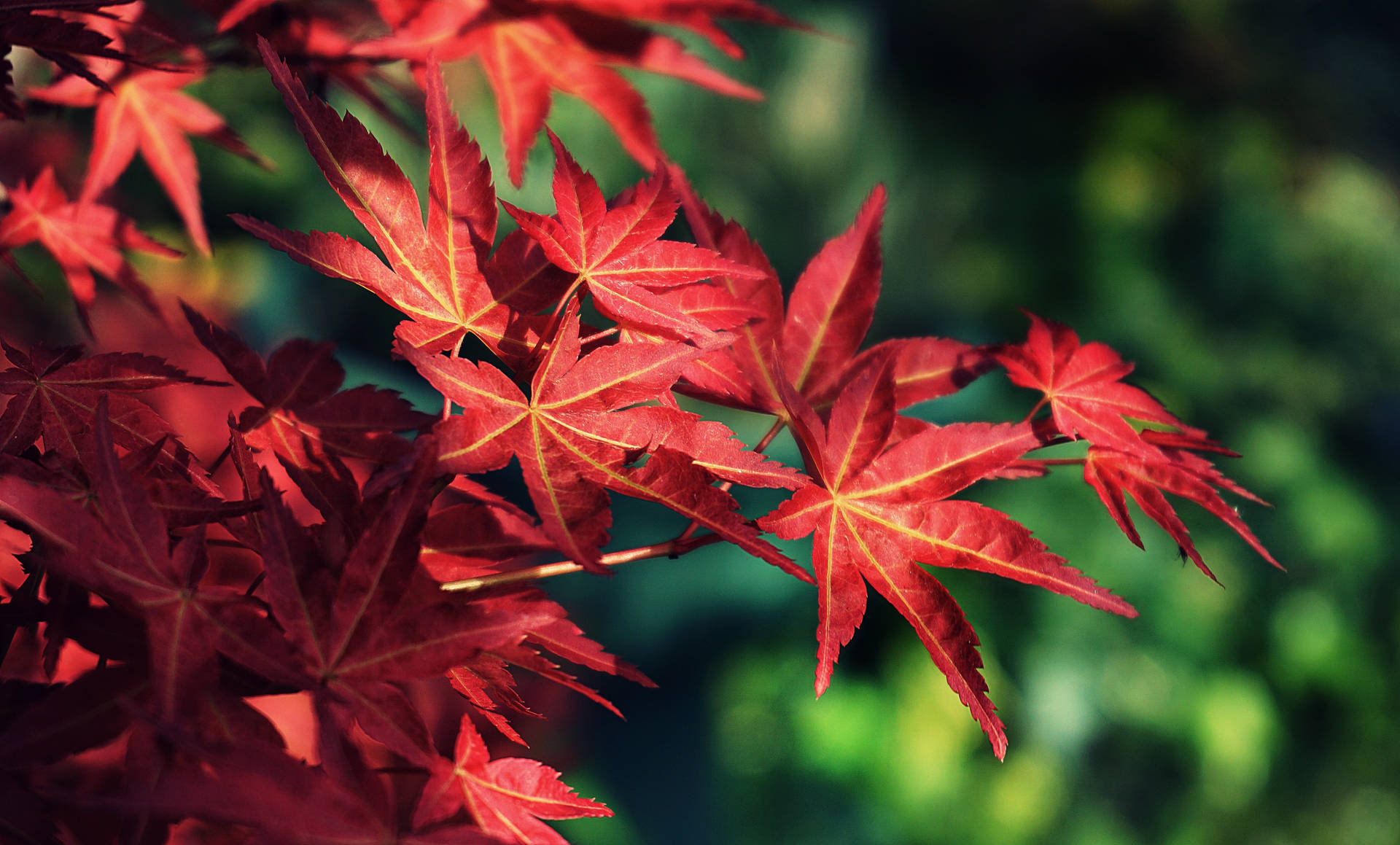 Bright Maples Leaves