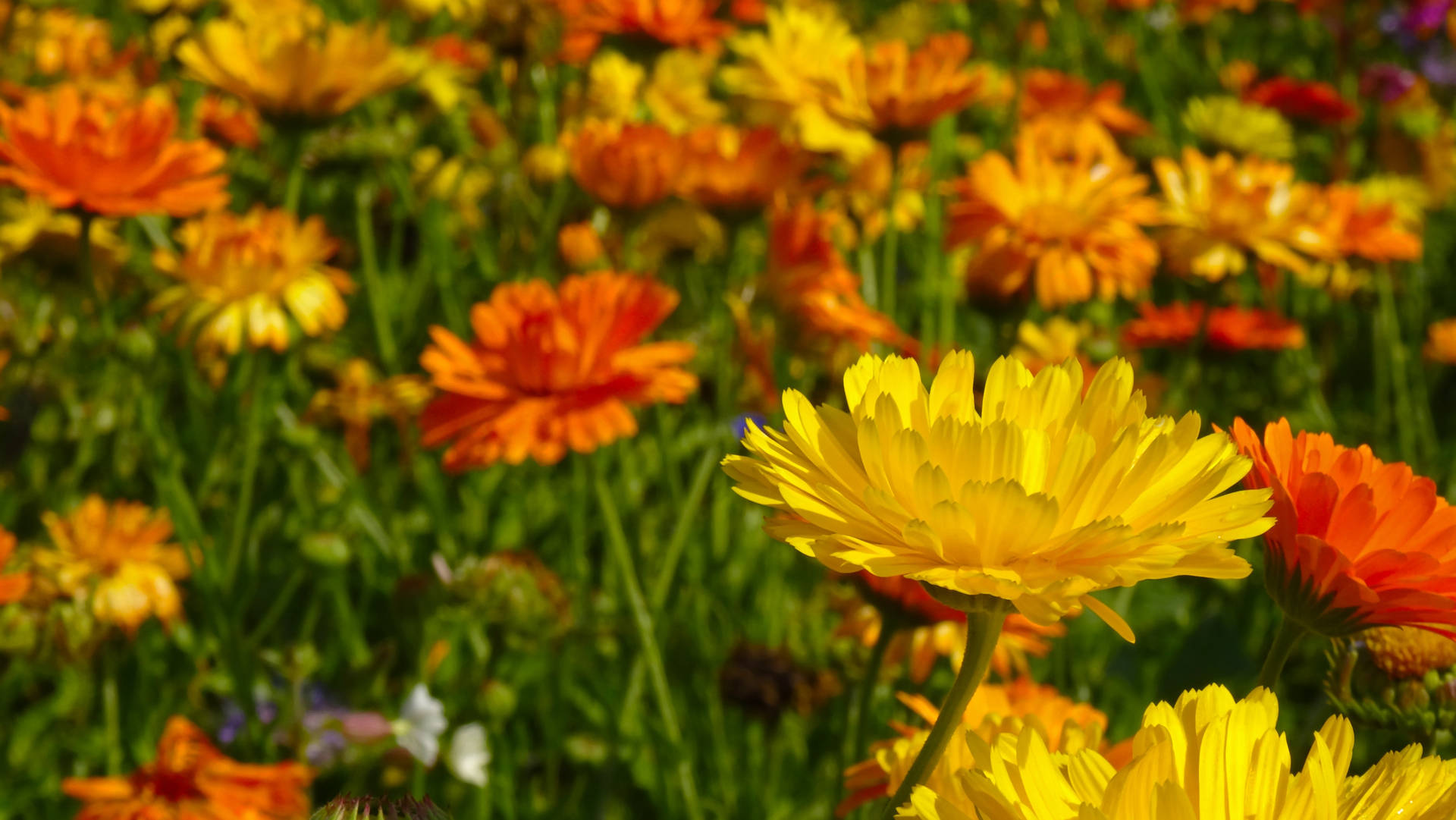 Bright Marigold Flower Field