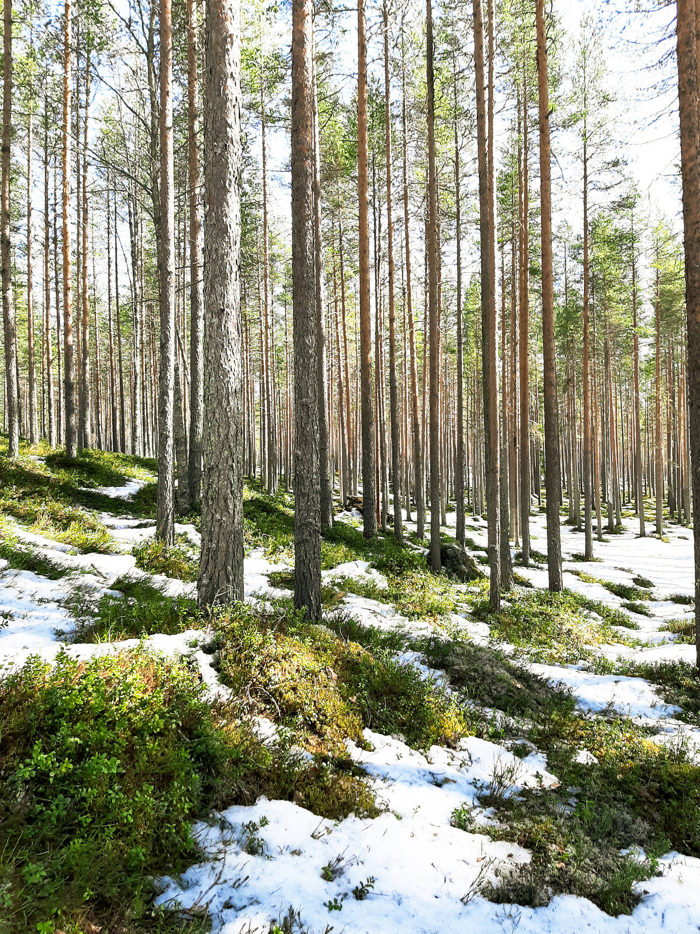 Bright Nordic Forest With Snow Background