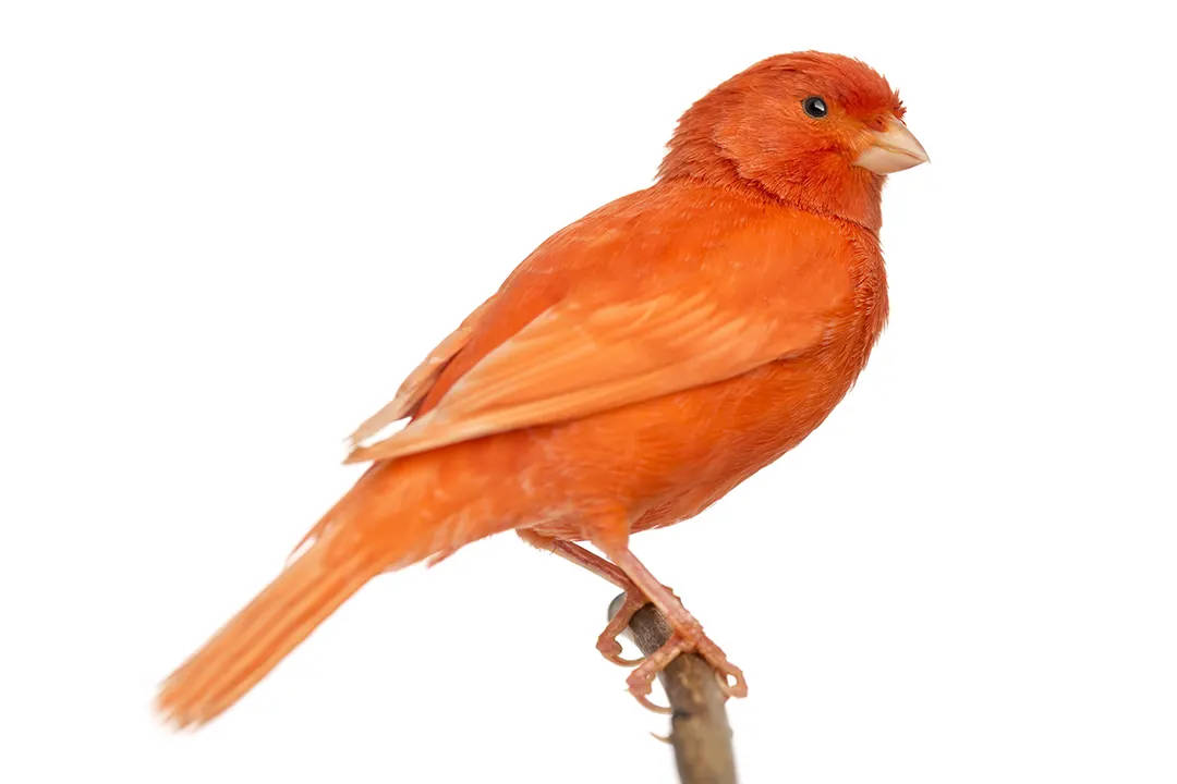 Bright Orange Canary Birf Background