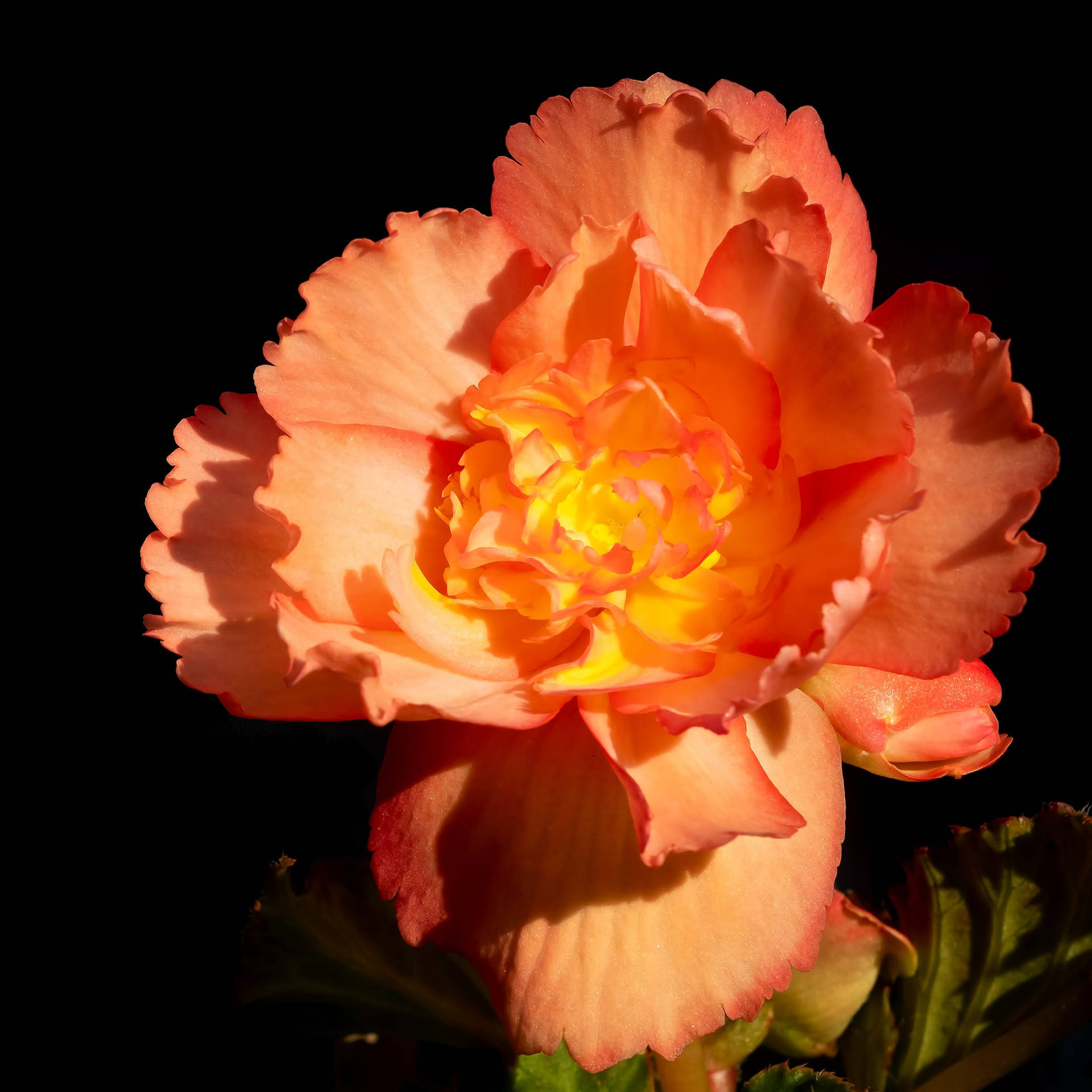 Bright Orange Carnation Background