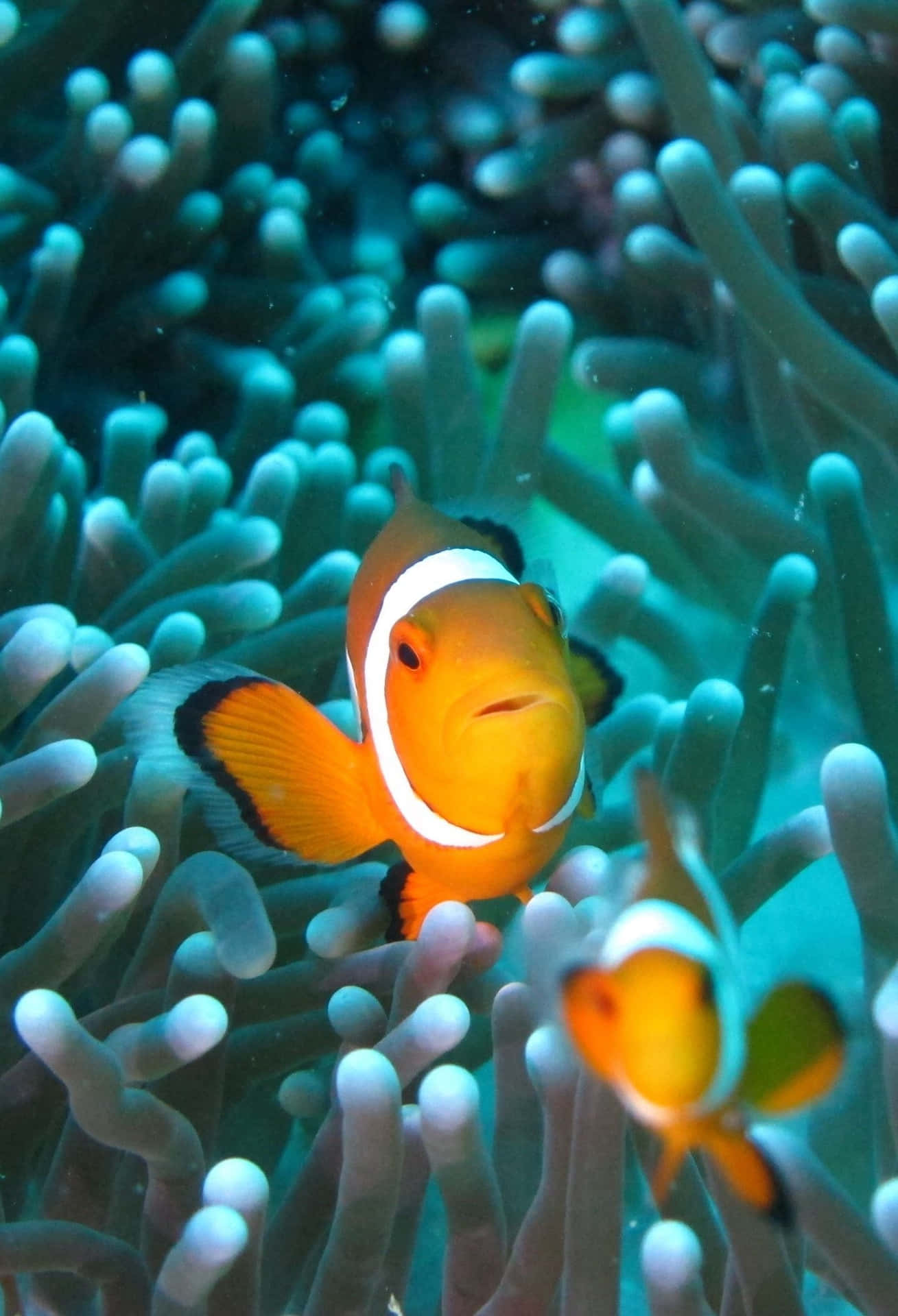 Bright Orange Clown Fish Glides In The Coral Reef. Background