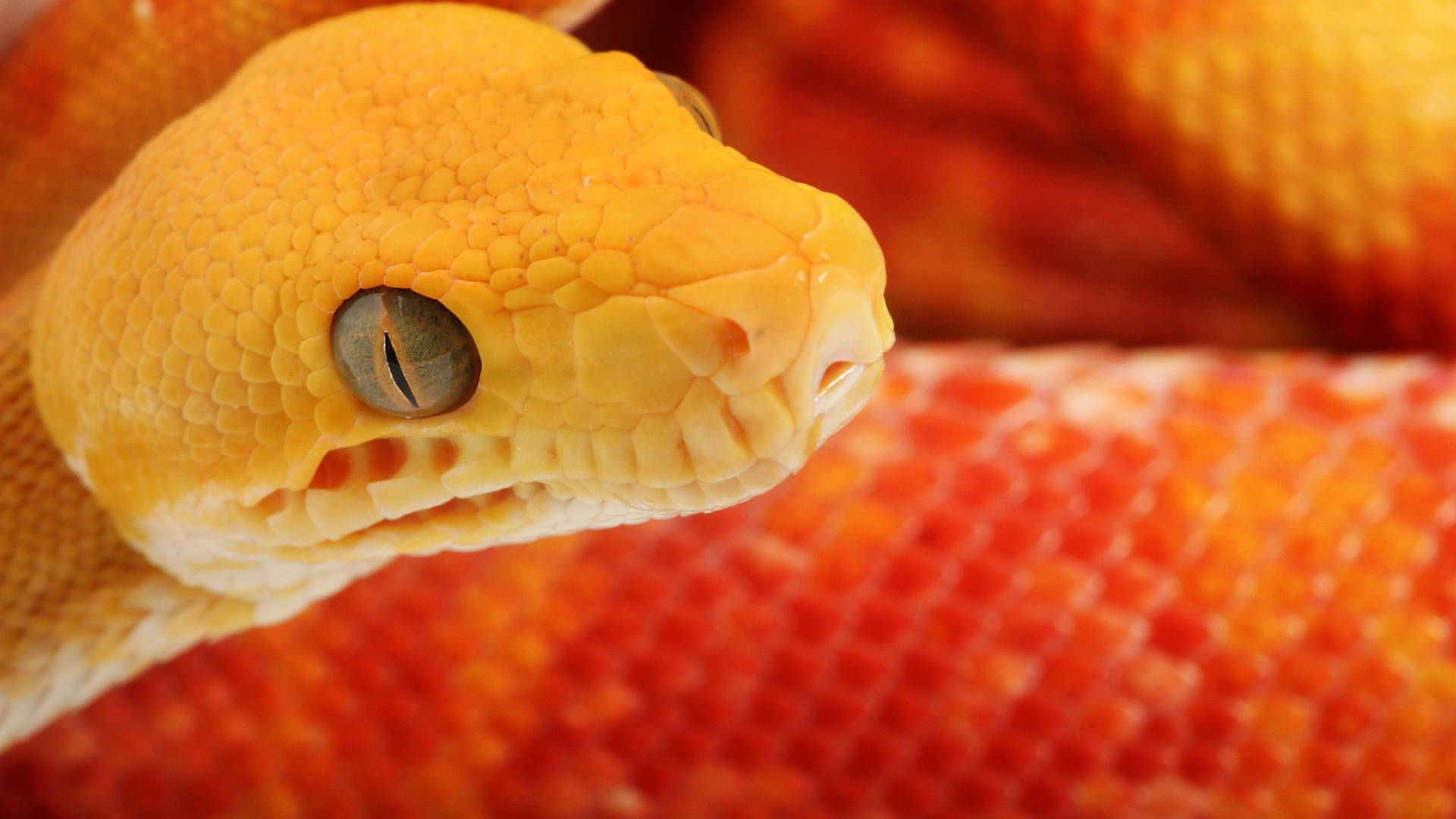 Bright Orange Corn Snake Background