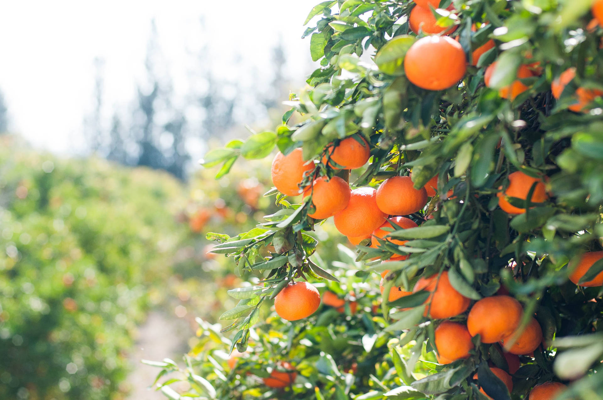 Bright Orange Delicious Citrus Fruits Background