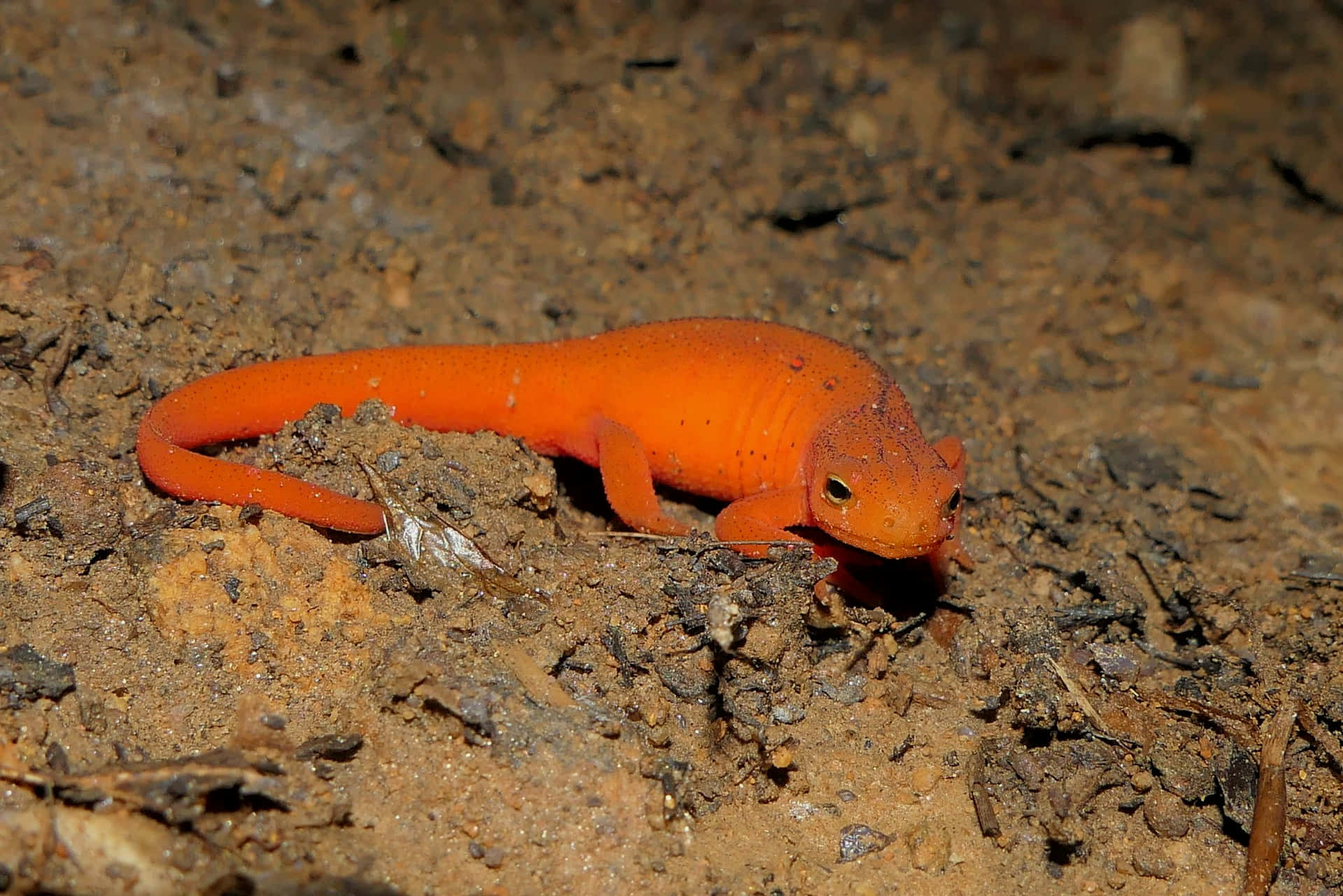 Bright Orange Newton Ground.jpg