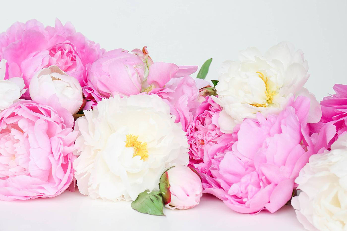 Bright Pink And White Peony Flowers Background