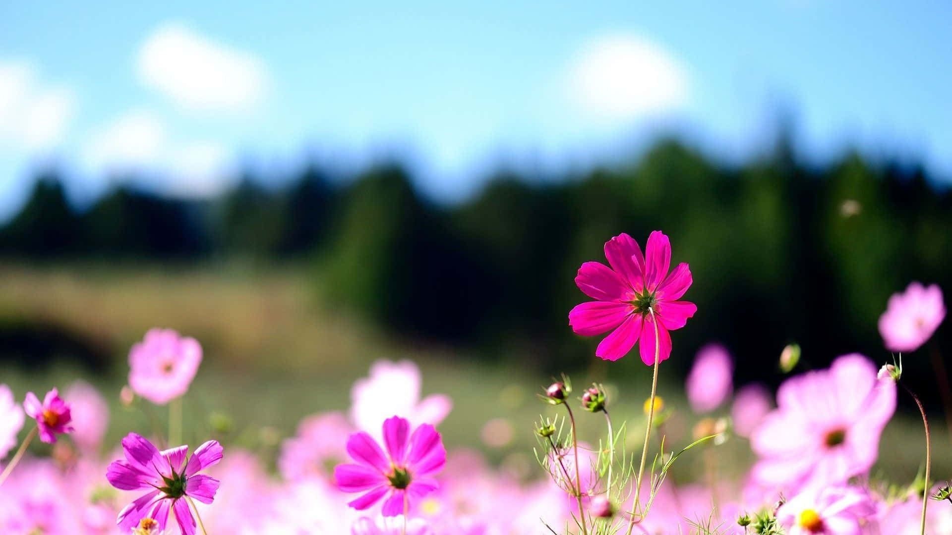 Bright Pink And Yellow Flower In A Garden Against A Backdrop Of Bluish Sky Background