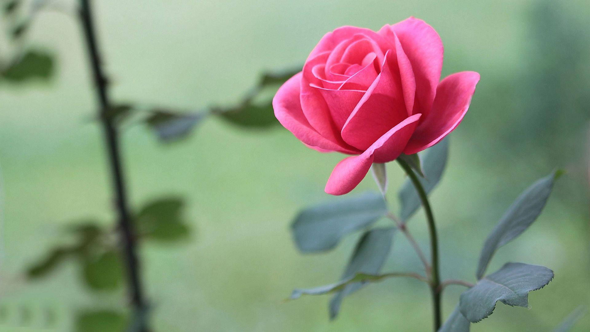 Bright Pink Beautiful Rose Hd