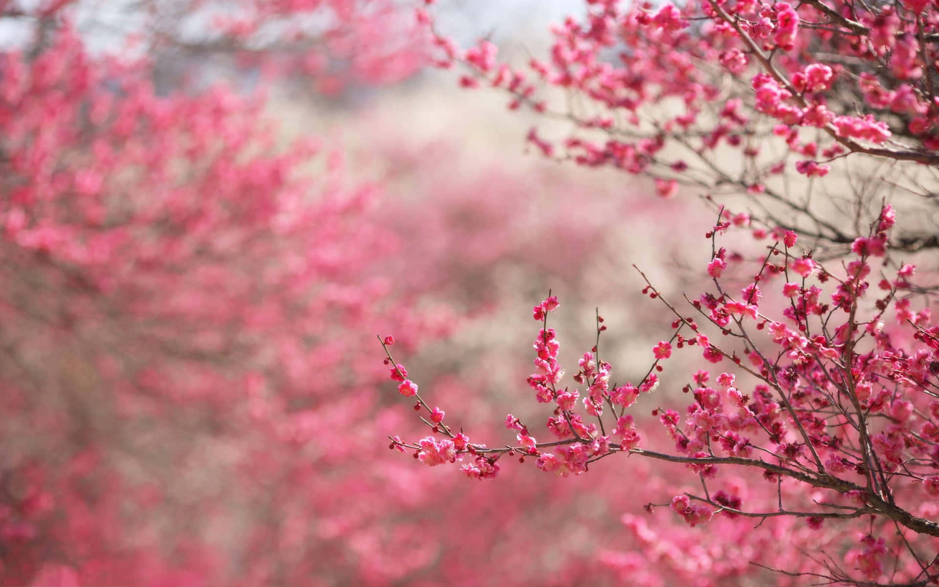 Bright Pink Cherry Blossoms Pop Against The Deep Blue Sky Background