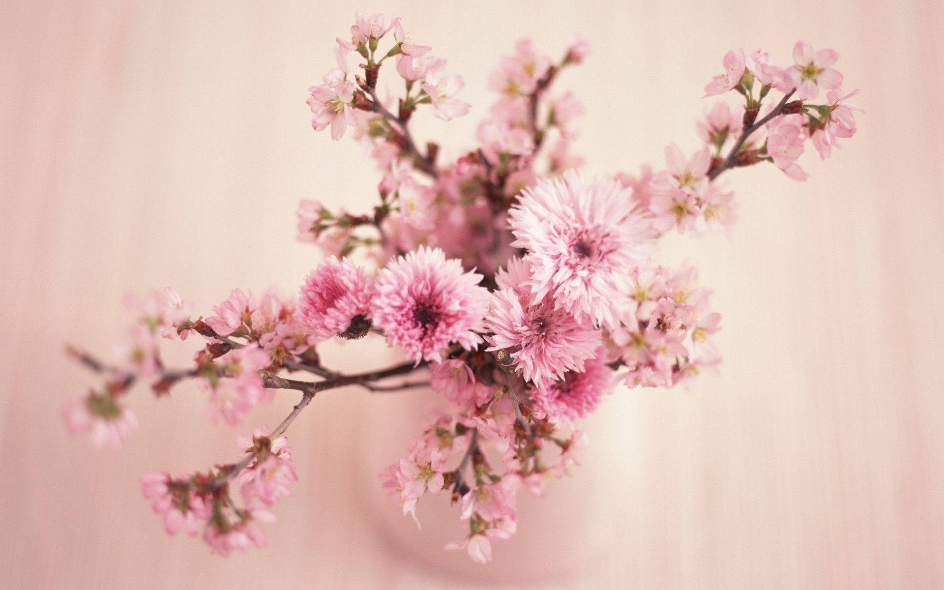 Bright Pink Floral Desktop Background