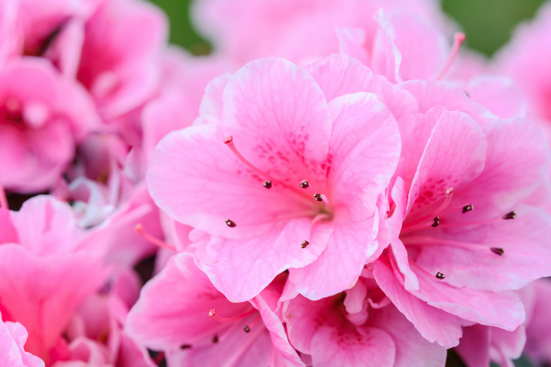 Bright Pink Flowers Background