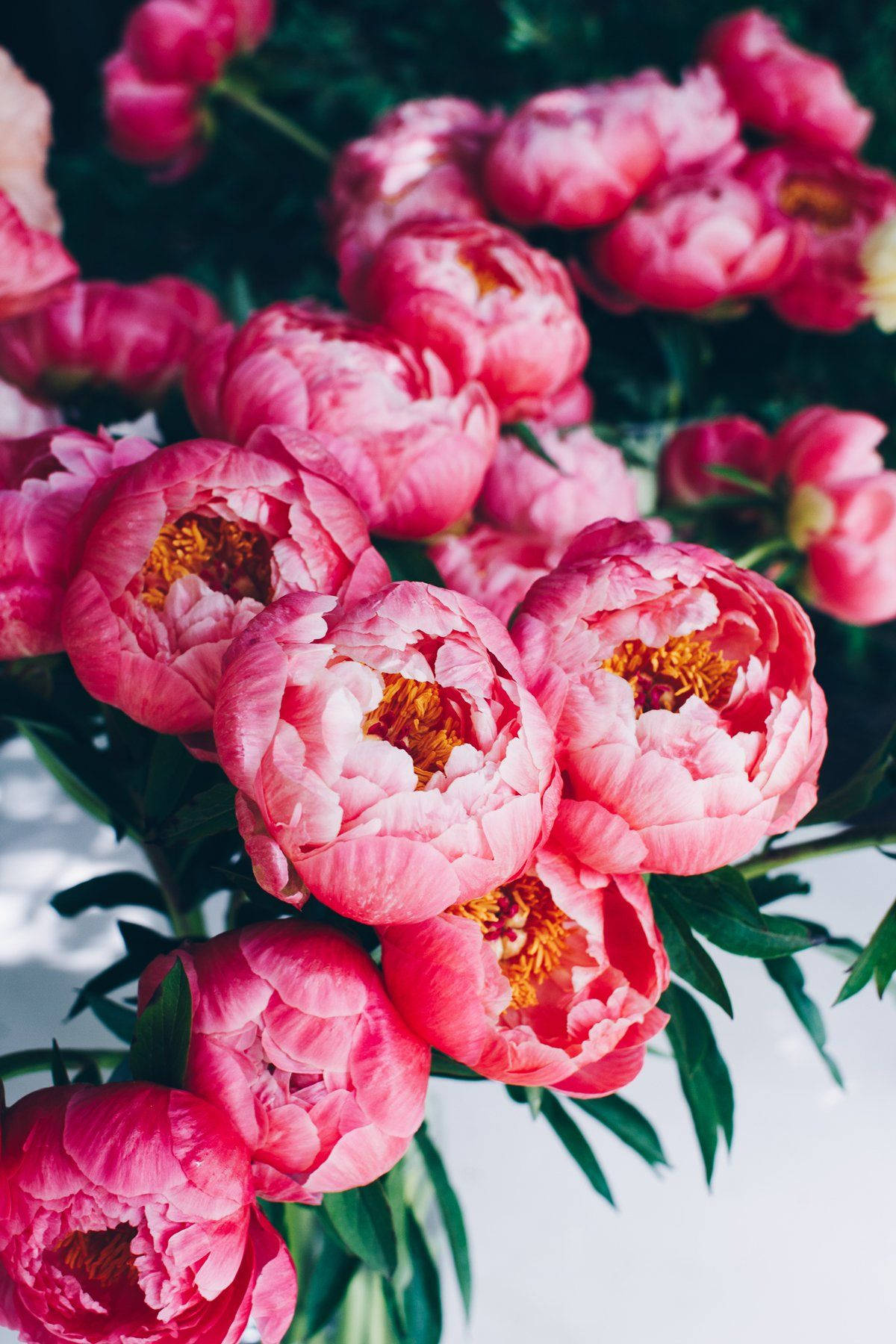 Bright Pink Peony Flowers