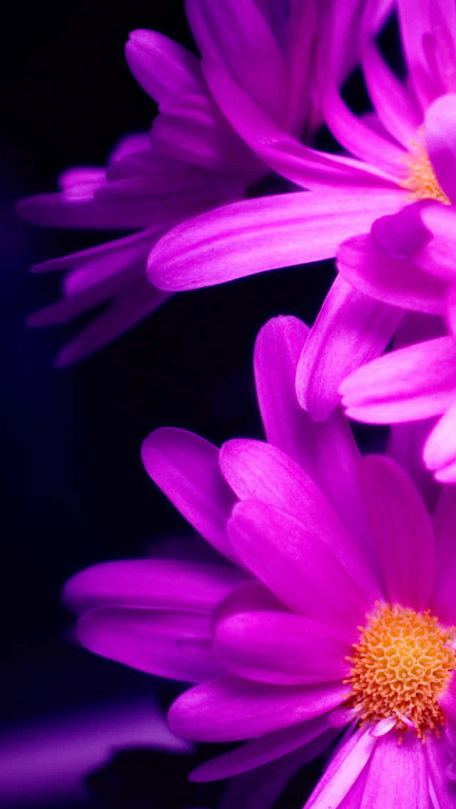 Bright Pink Spring Daisy Iphone Background