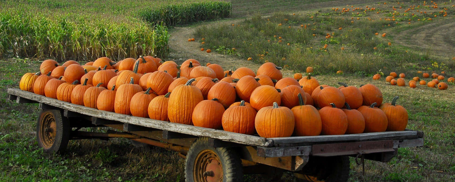 Bright Pumpkins Freshly Picked From The Pumpkin Patch Make For The Perfect Autumn Décor. Background