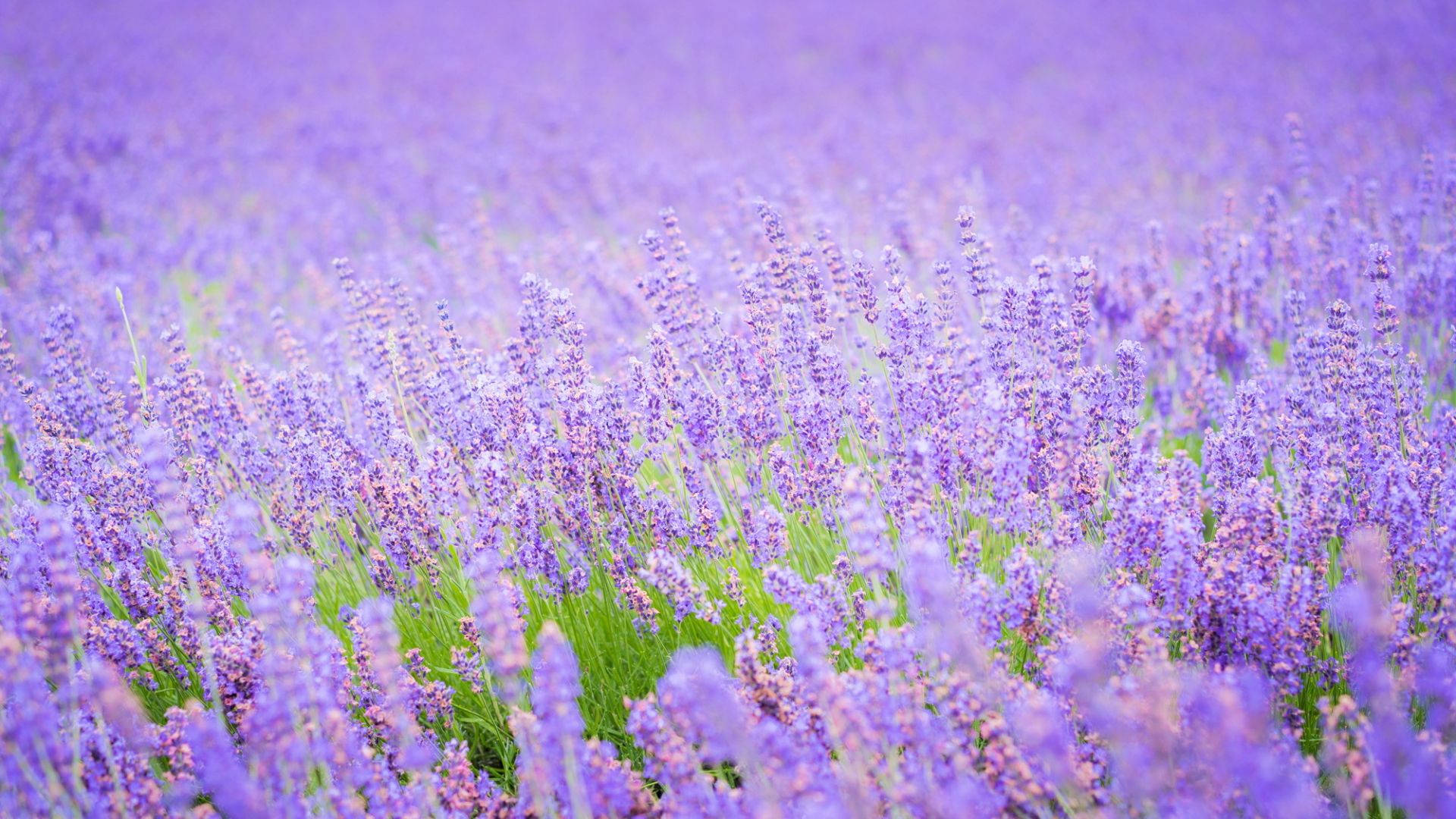 Bright Purple Flower Desktop Background