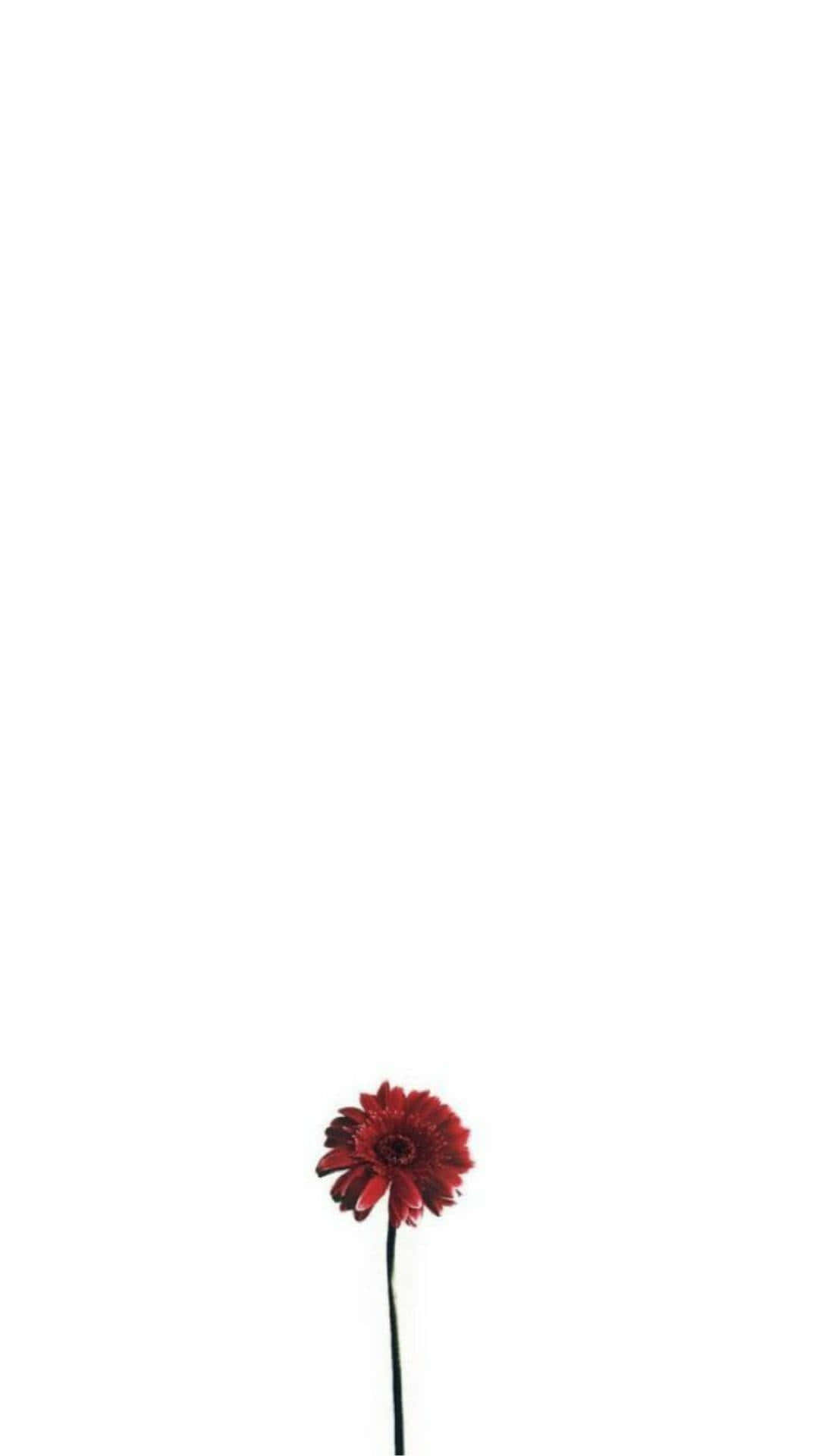 Bright Red And White Create A Striking Contrast. Background