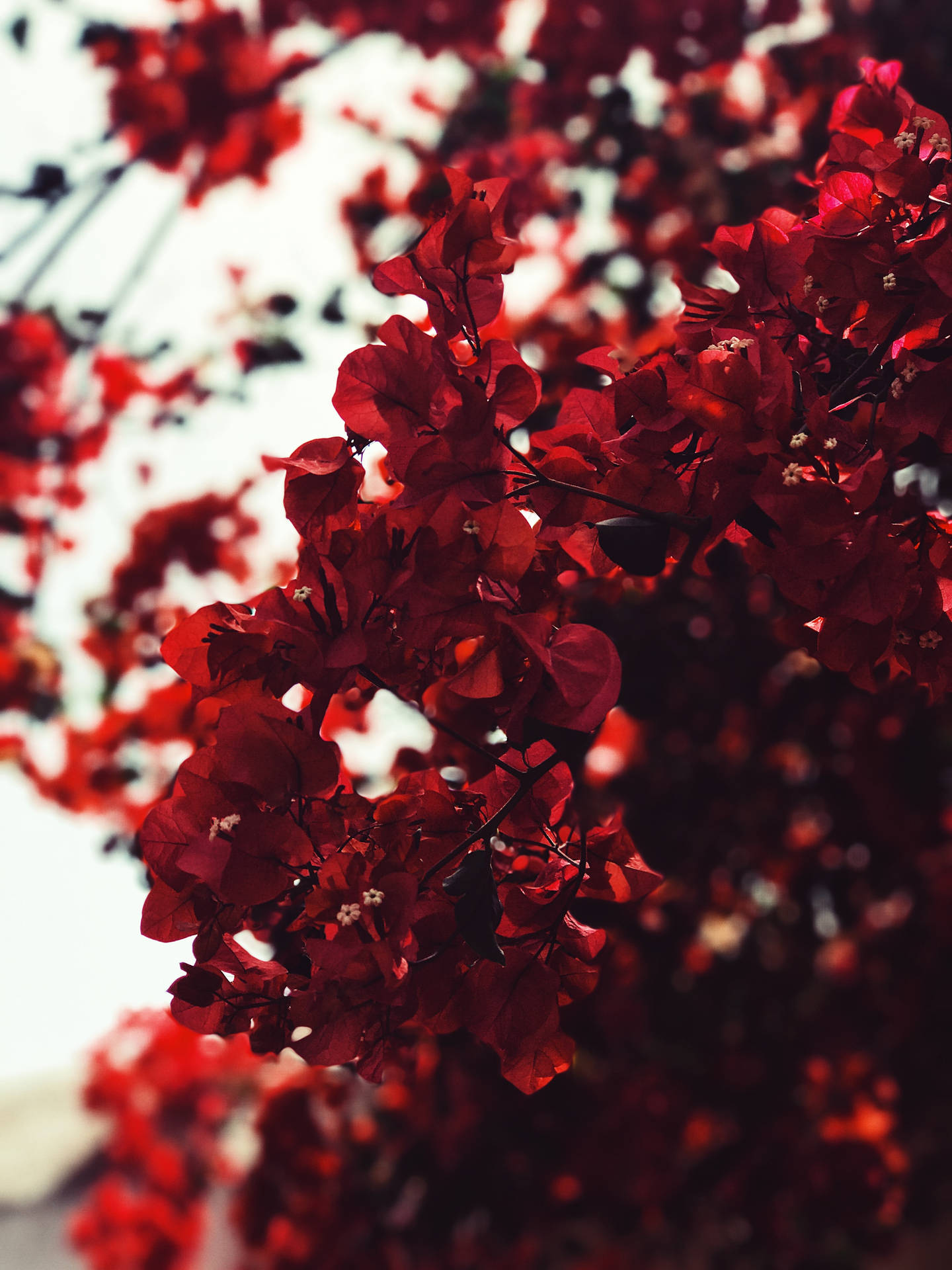 Bright Red Bougainvillea Blossoms Background