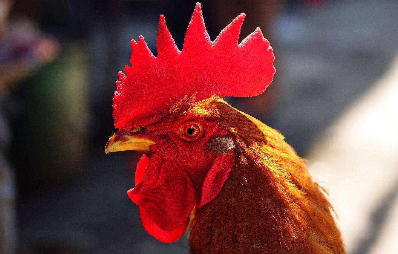 Bright Red Comb Rooster Background