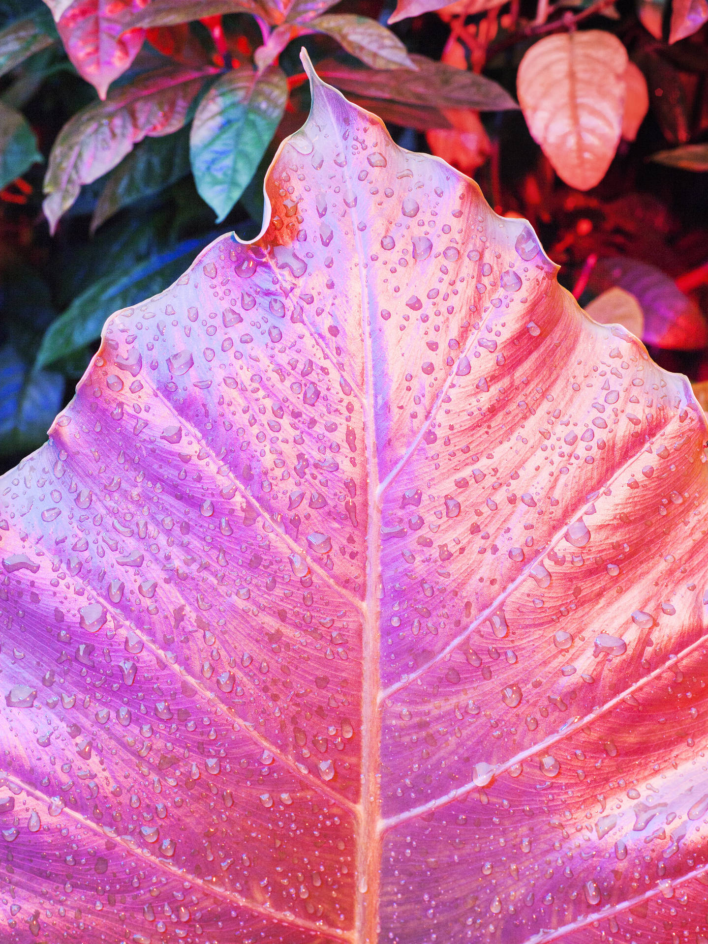 Bright Red Leaf Iphone X Nature Background