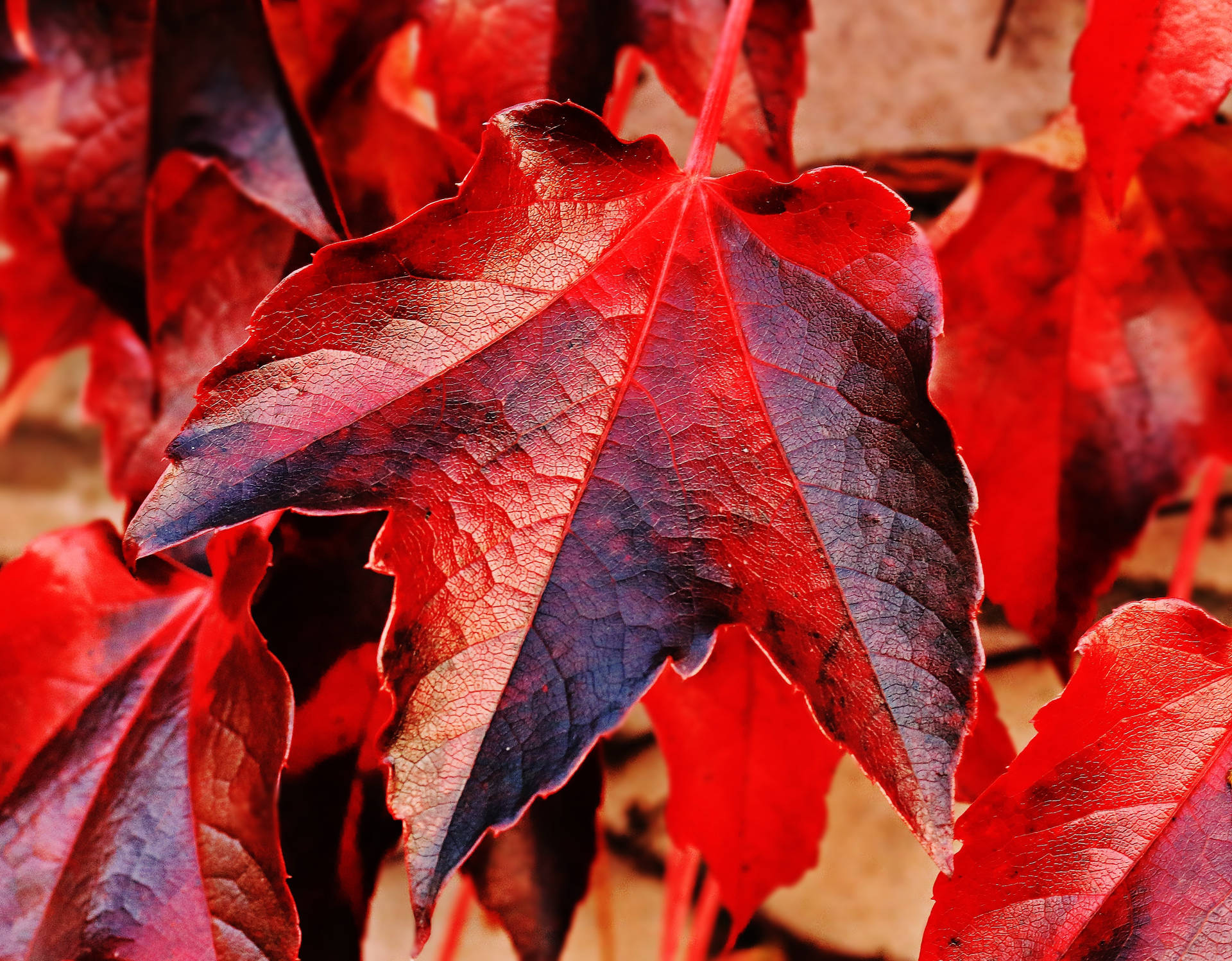 Bright Red Maples Leaves