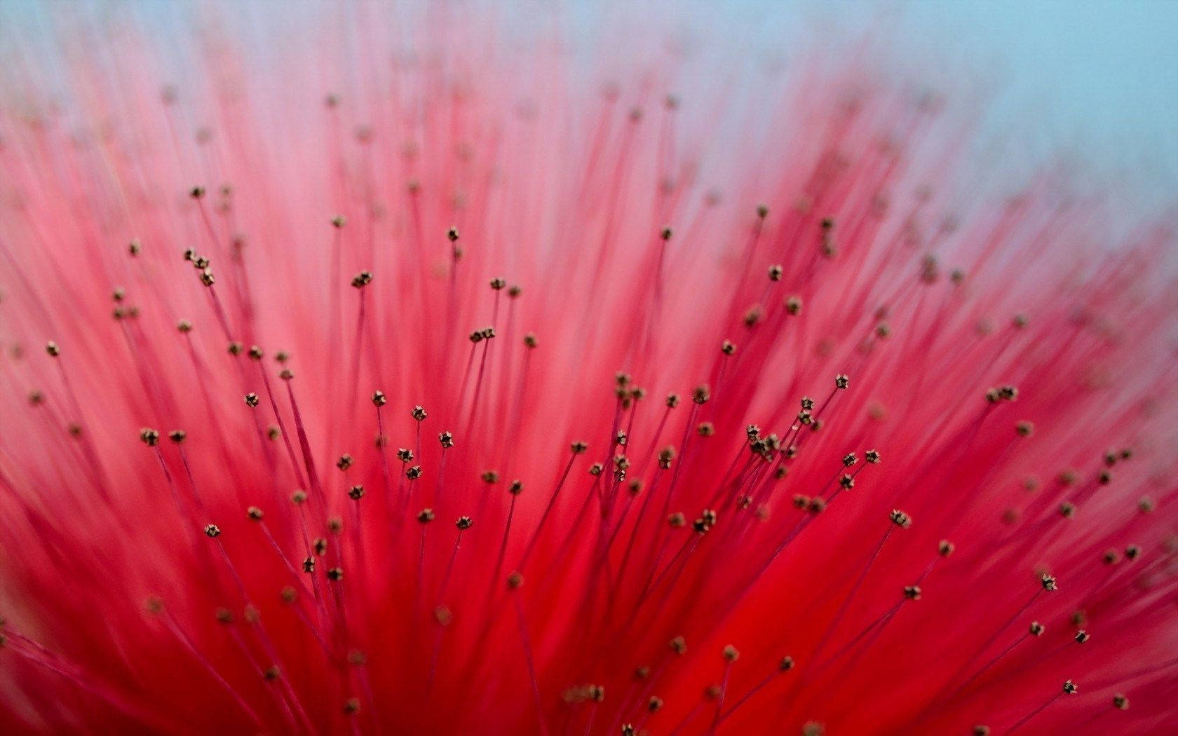 Bright Red Mimosa Flower Background