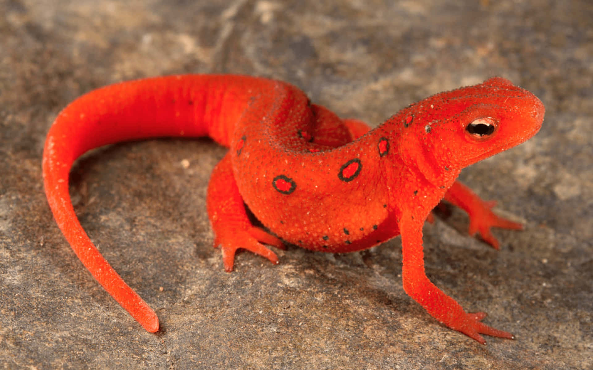 Bright Red Newton Rock