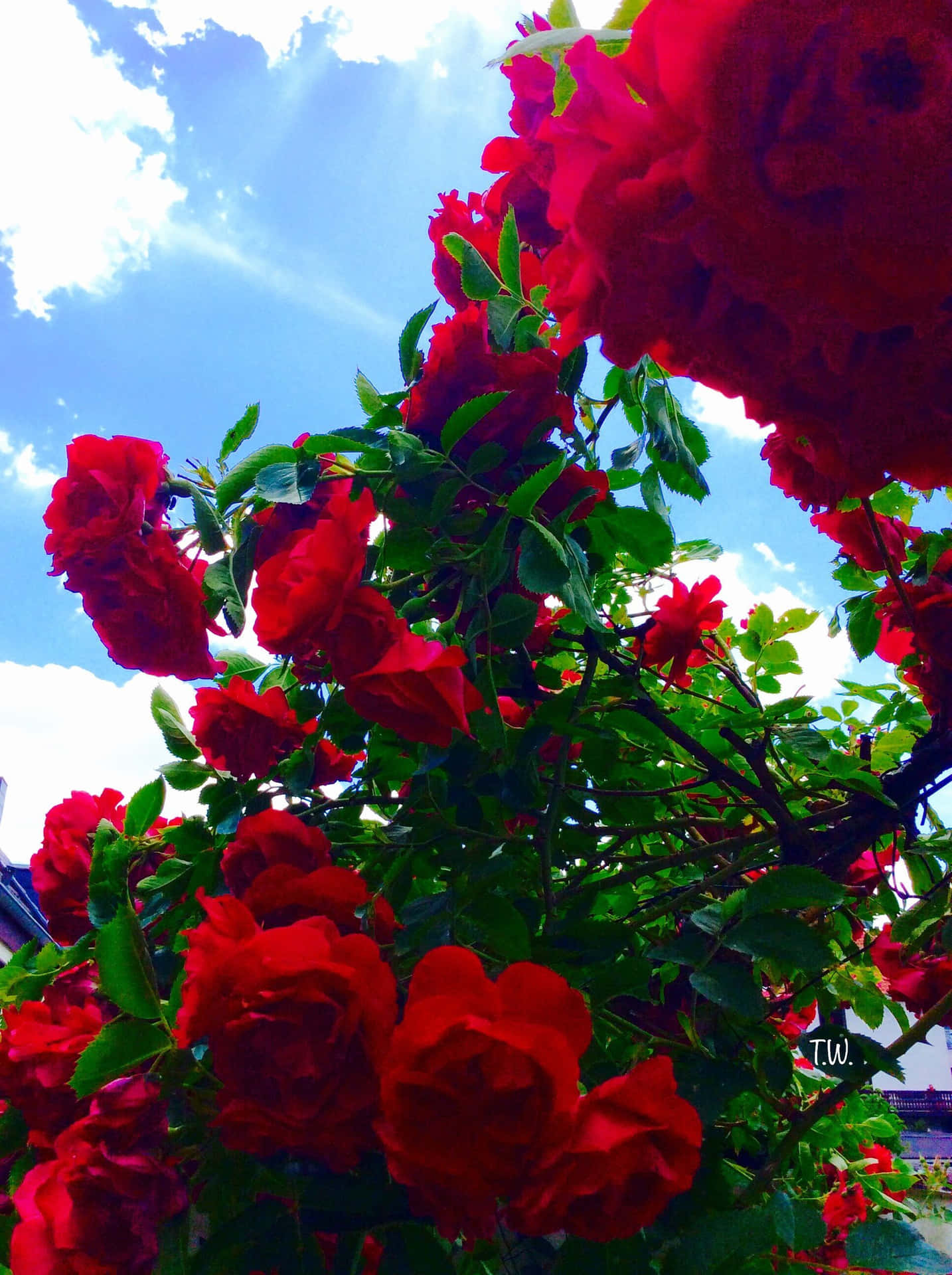 Bright Red Rose Aesthetic Blue Sky