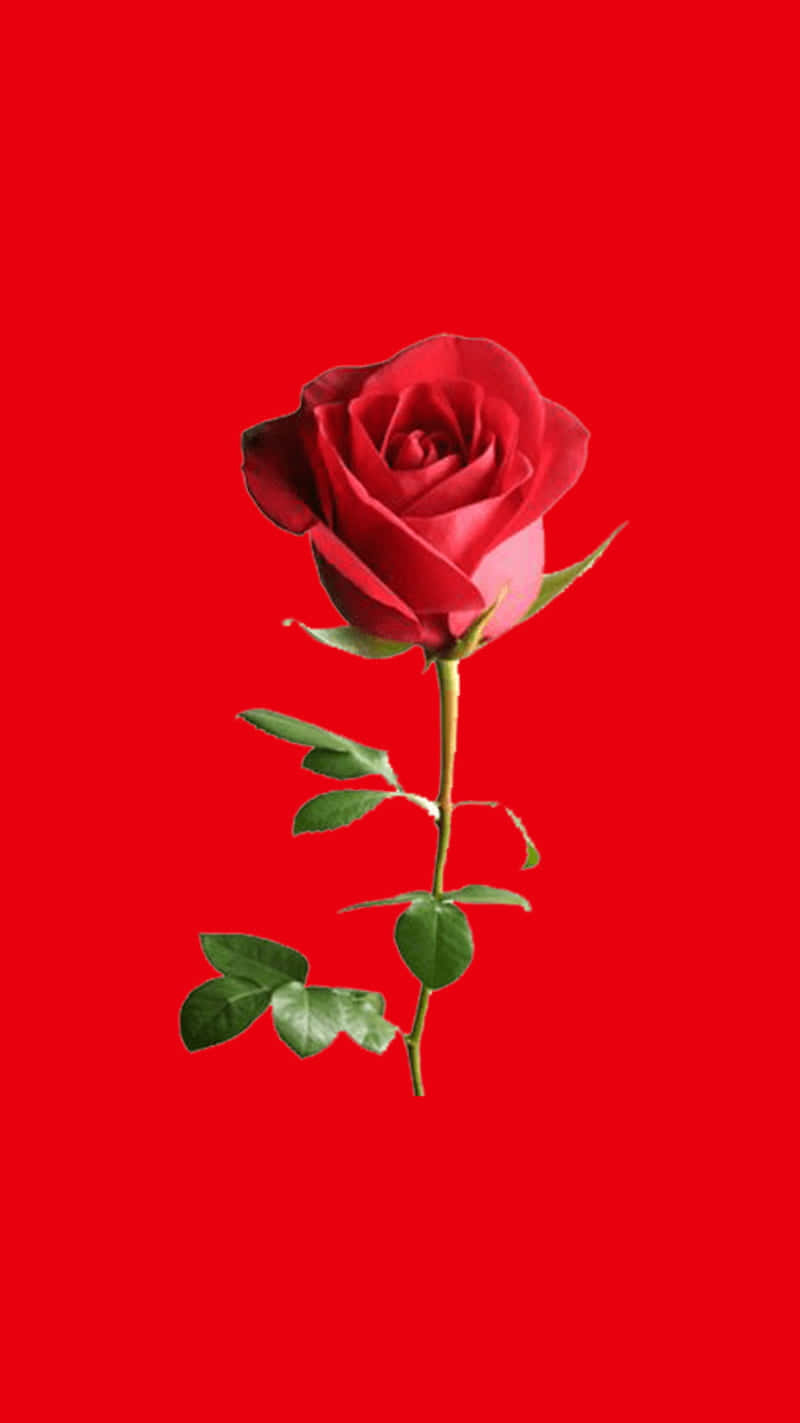 Bright Red Rose Mobile Background