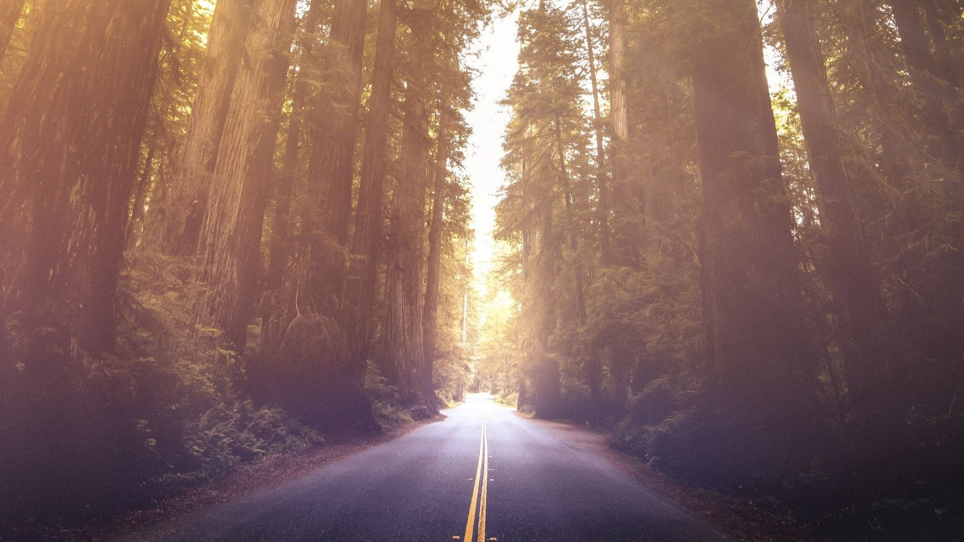 Bright Road Of Redwood Forest Background