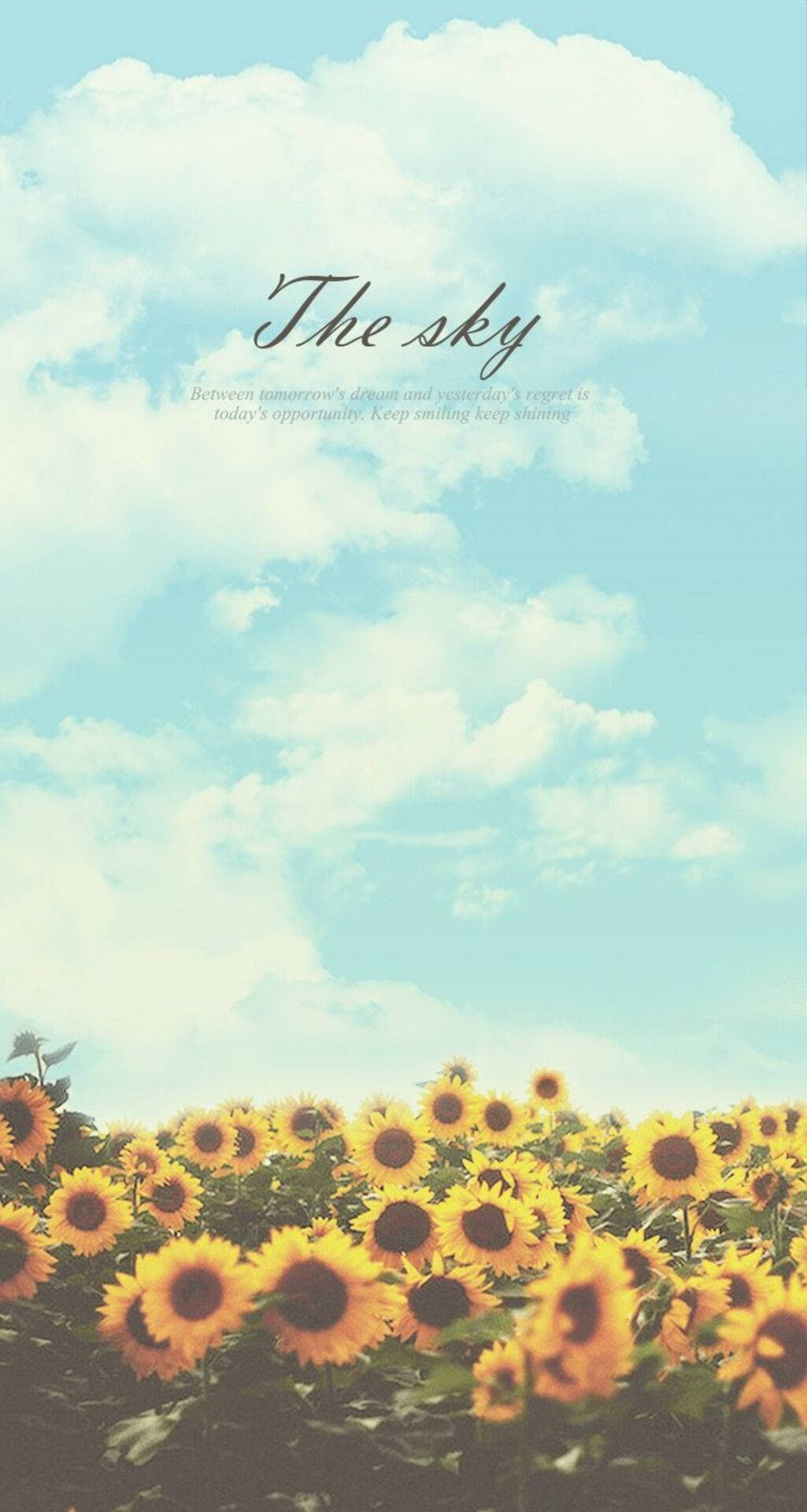 Bright Skies With Sunflowers Iphone Background