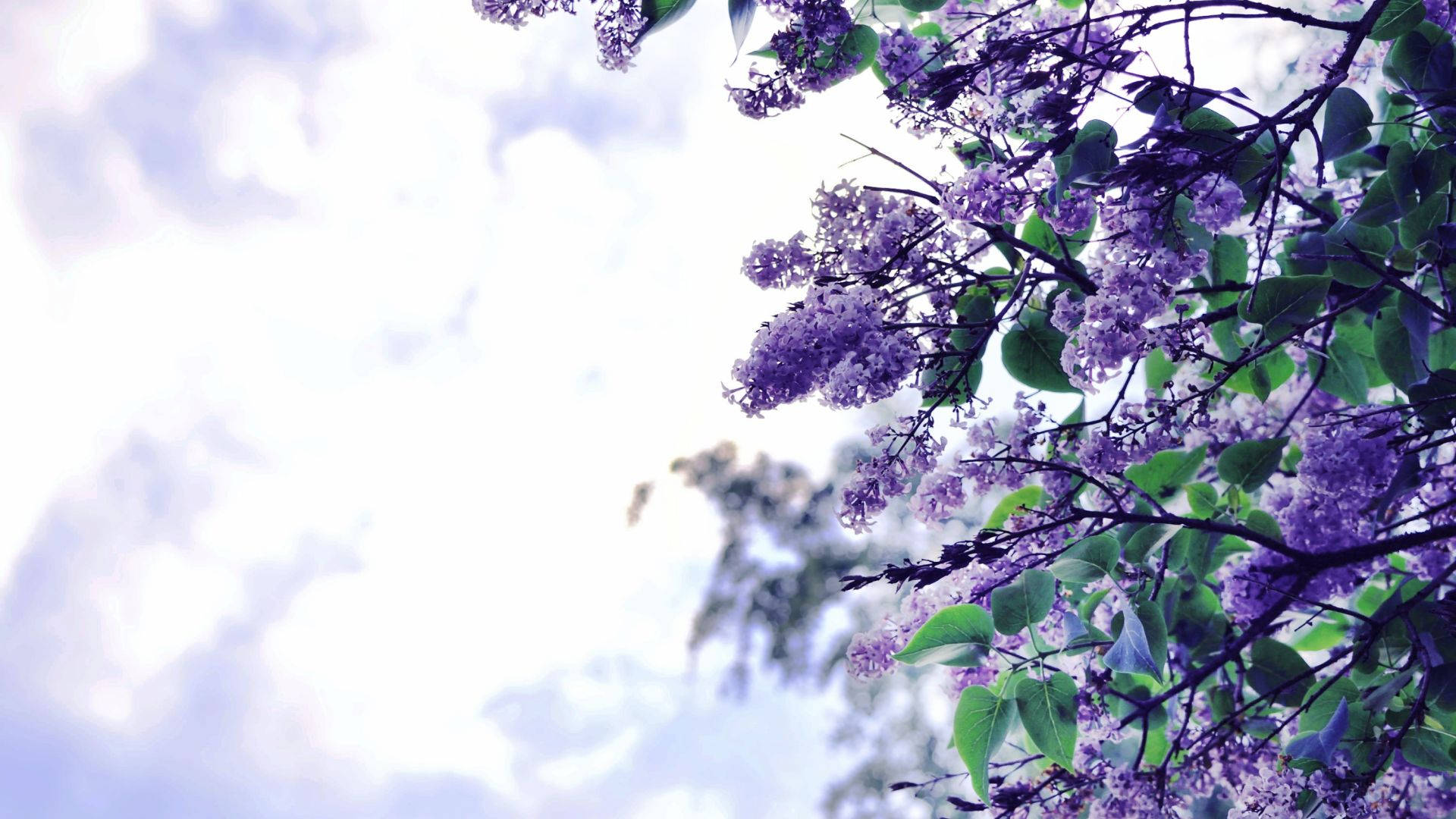 Bright Sky And Purple Flower Desktop Background