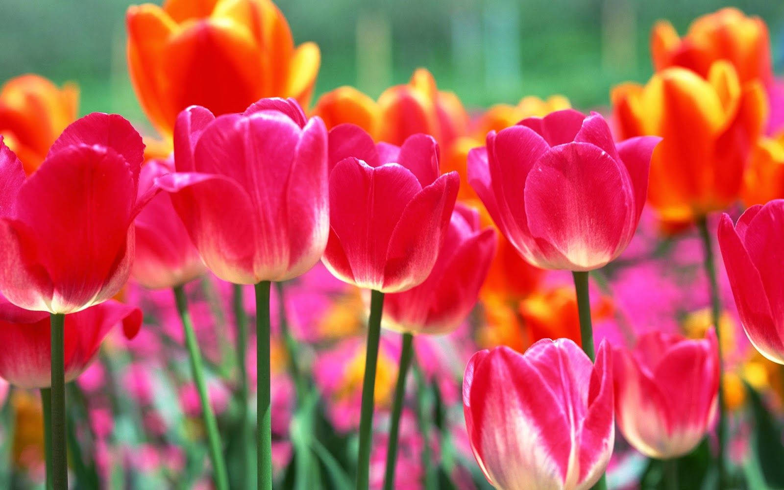 Bright Spring Flowers Background