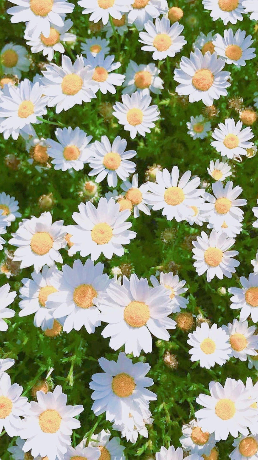 Bright Sun White Daisy Aesthetic