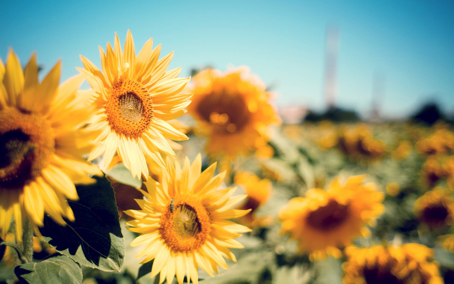 Bright Sunflower Against A Blue Sky Background