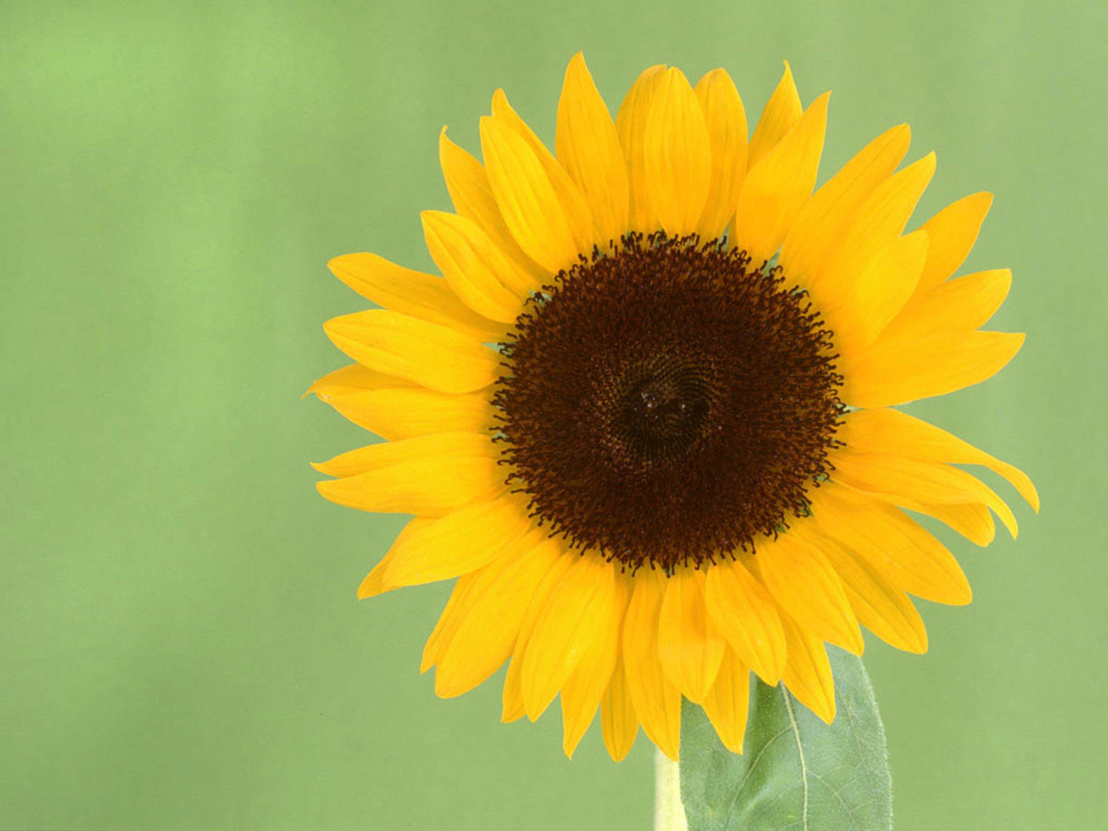 Bright Sunflower On A Sunny Day Background