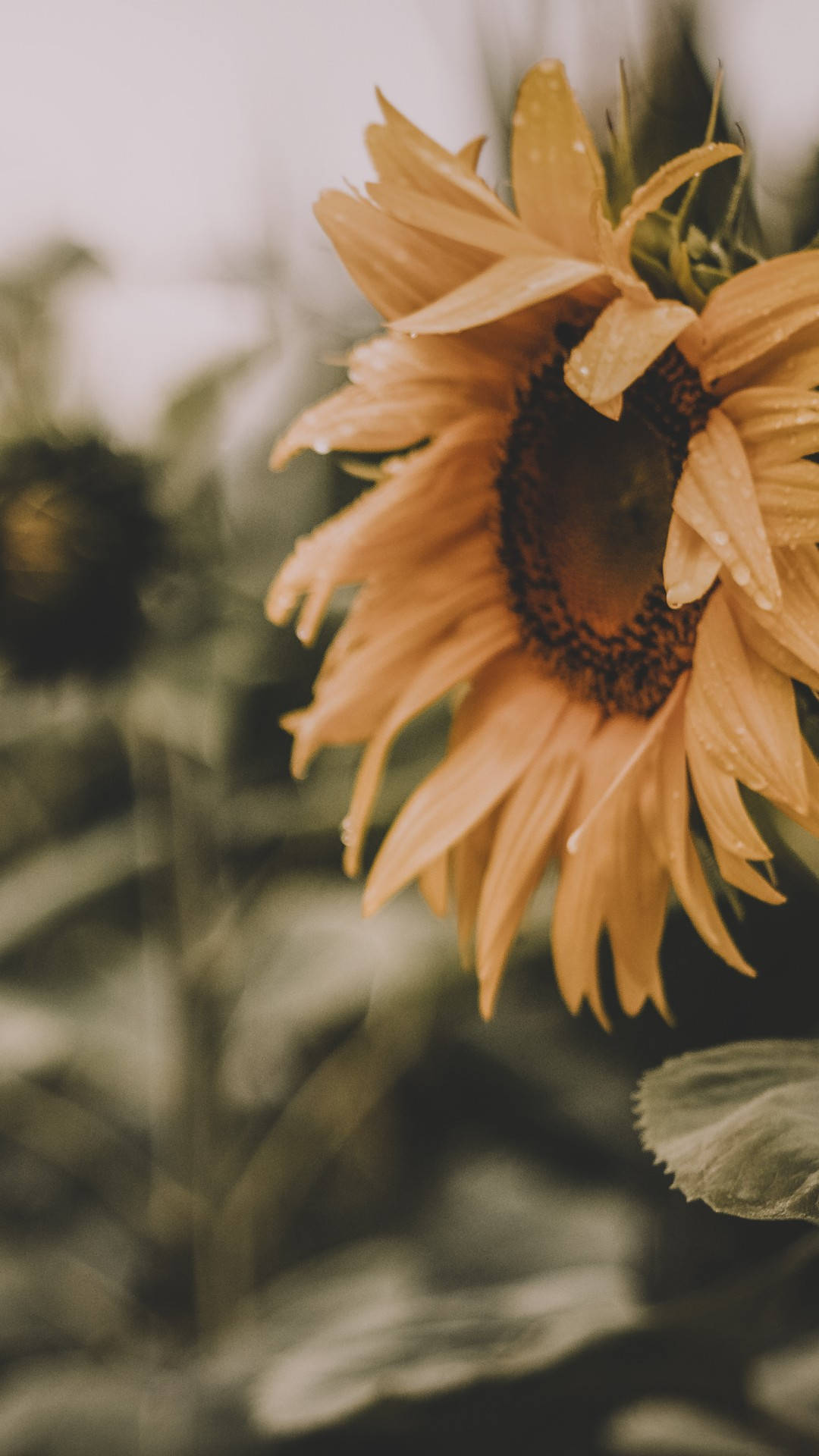 Bright Sunflowers And Pink Roses Against A Crisp Blue Sky Background