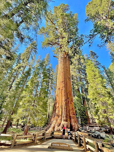 Bright Sunlight At Sequoia National Park