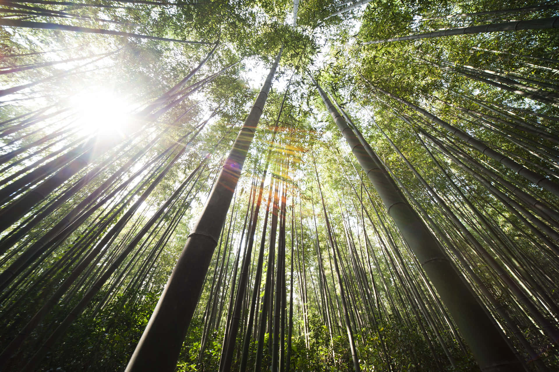 Bright Sunlight On Bamboo Forest Background