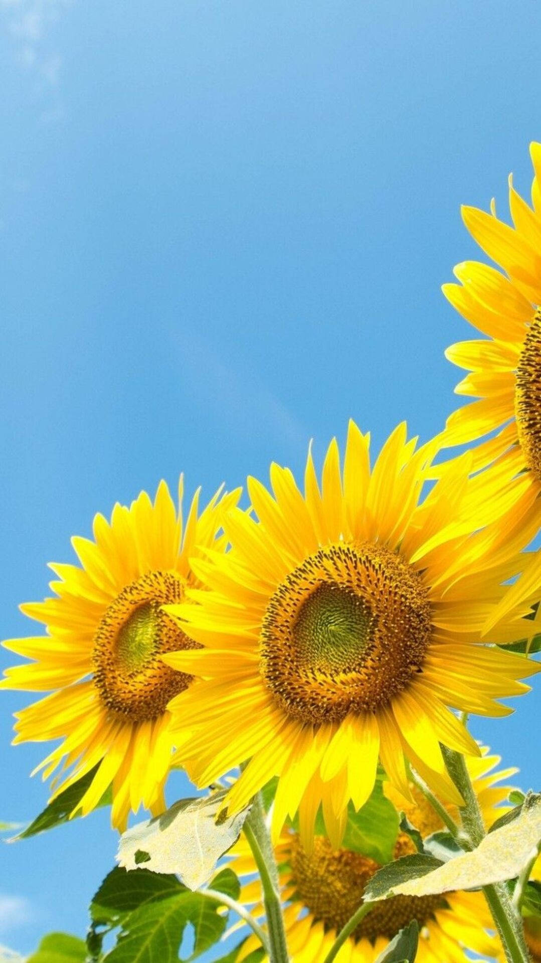 Bright Sunny Sunflower Iphone Background