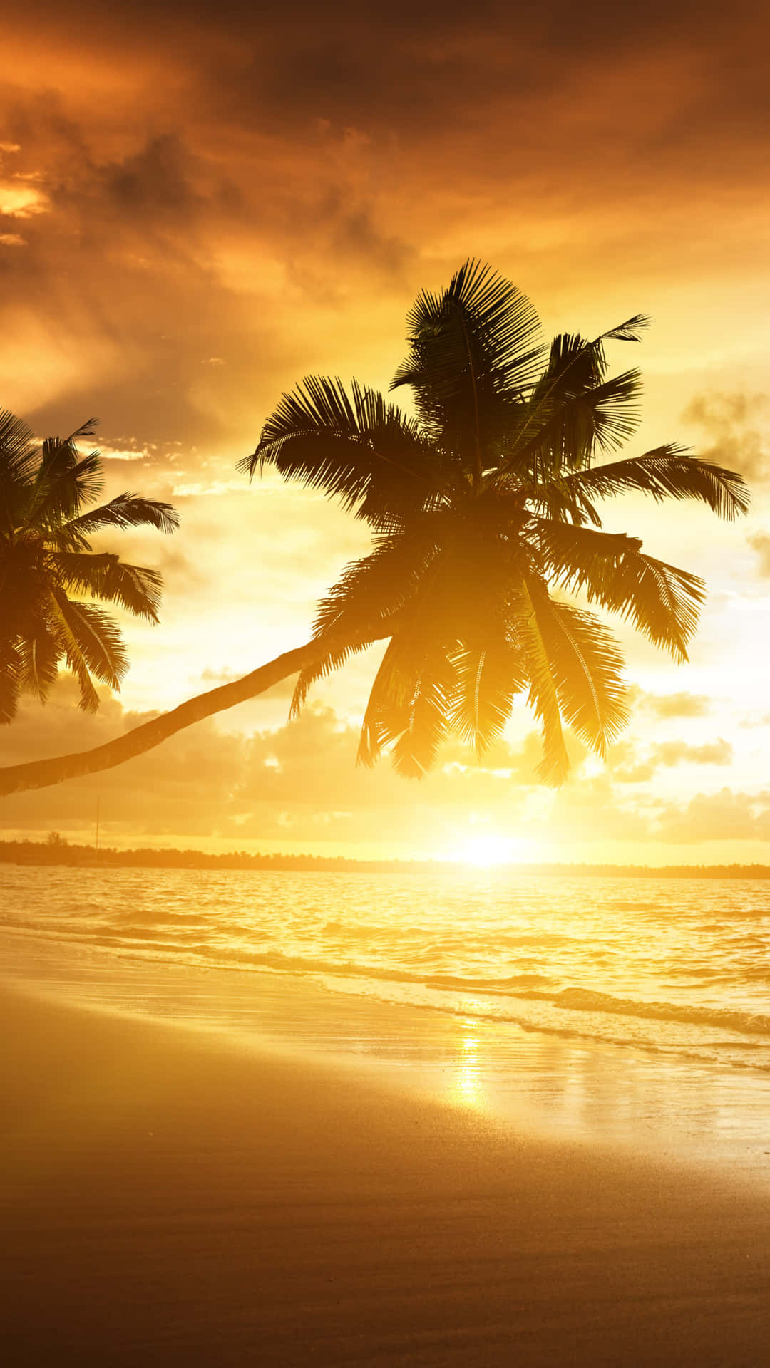 Bright Sunset With Palm Tree Background