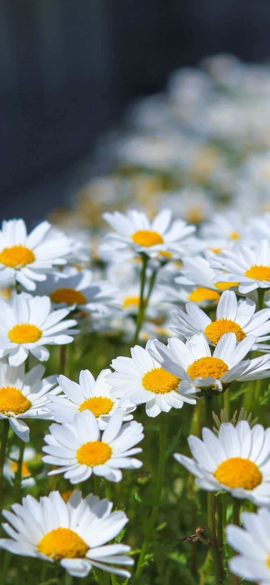 Bright Sunshine And The Beauty Of A Daisy Background