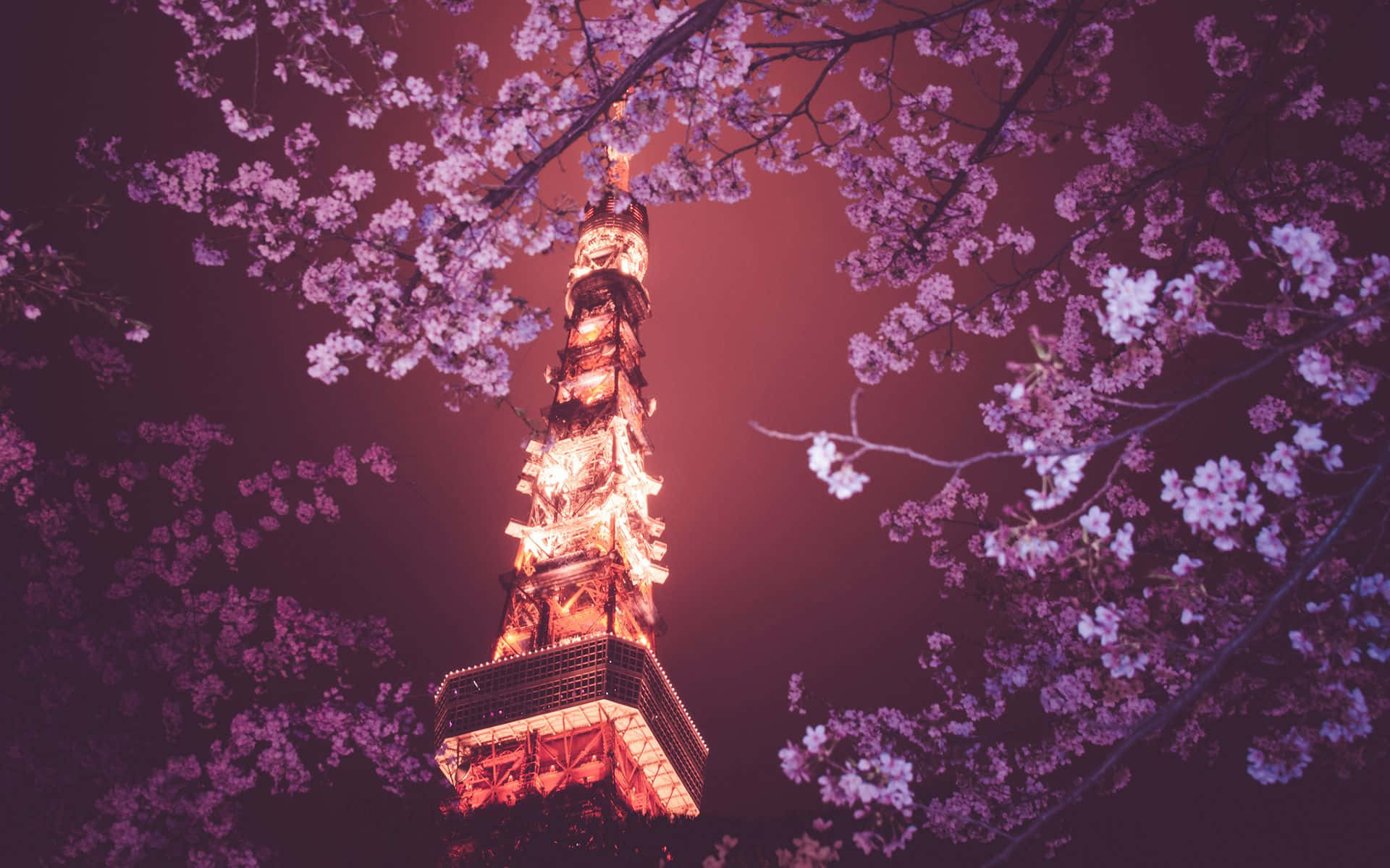 Bright Tower With Dark Cherry Blossom Flowers Background