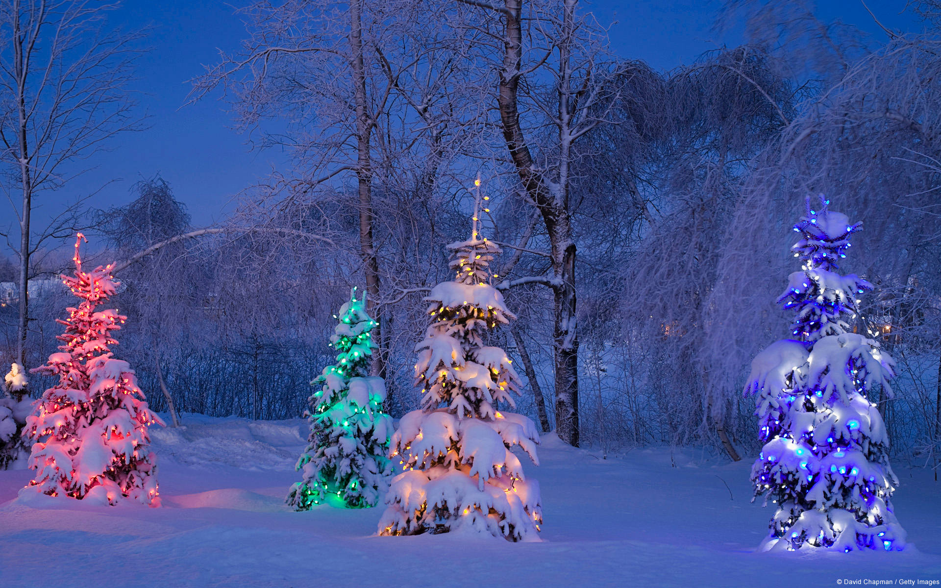 Bright Trees In Christmas Forest Background