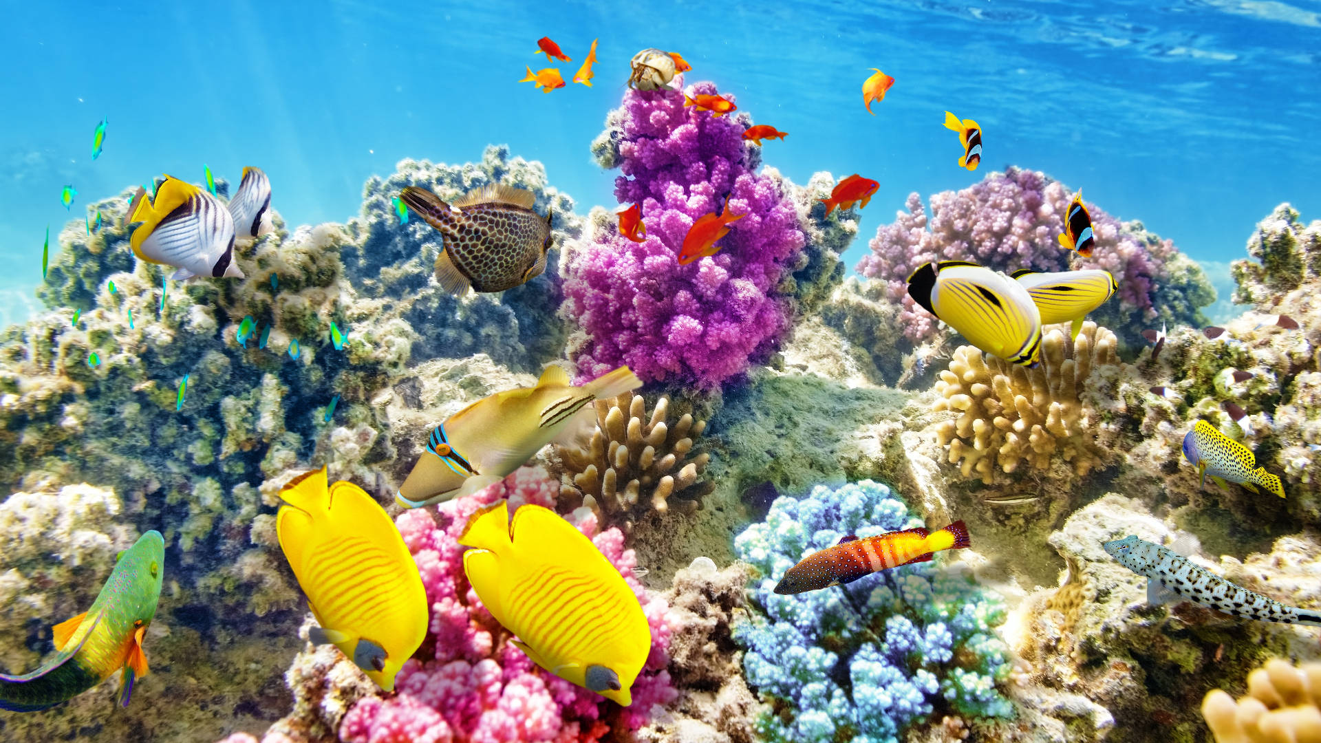 Bright Tropical Fish Purple Background